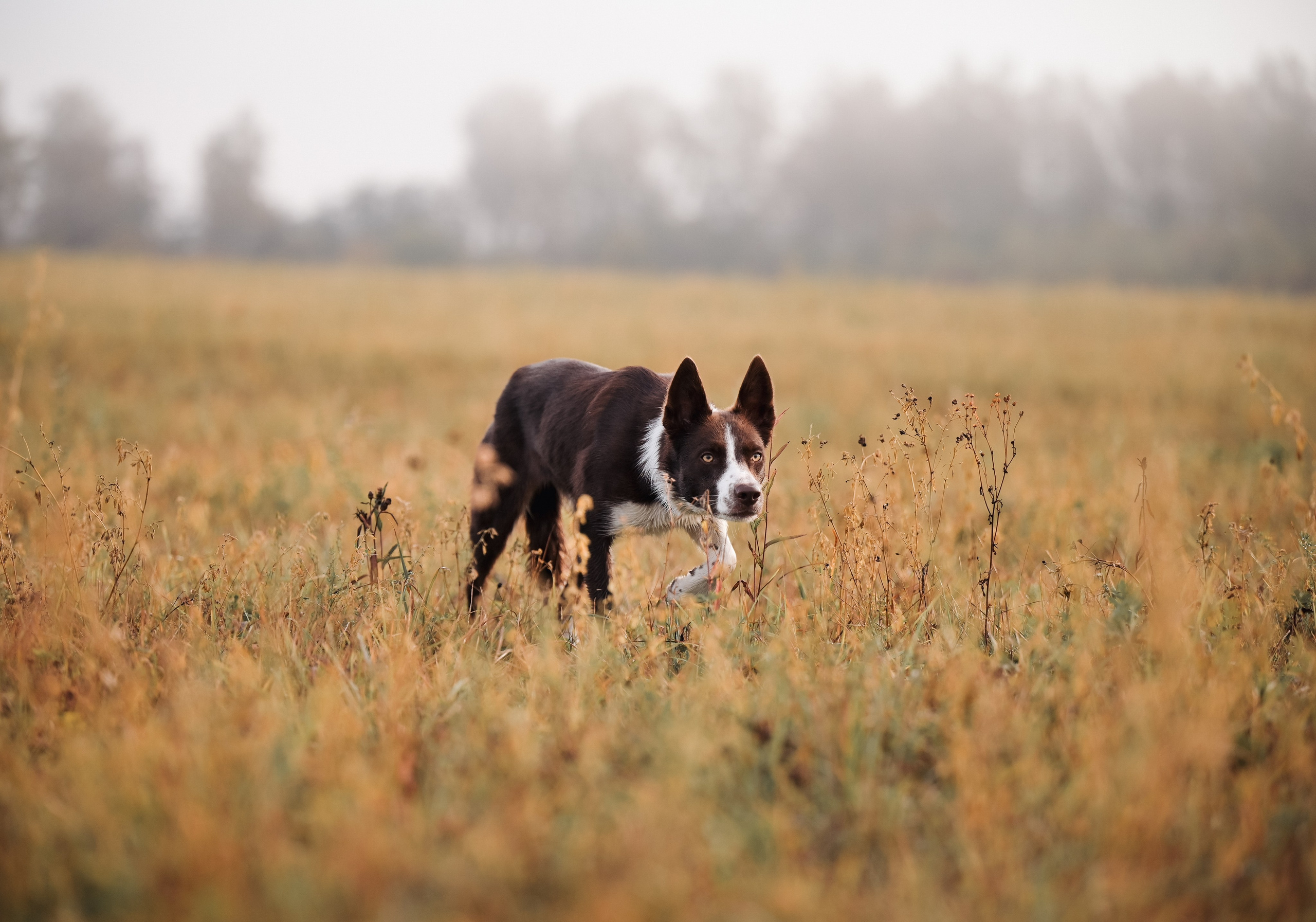 Пастьба. Семейный фотограф анималист Ананьева Мария — Москва