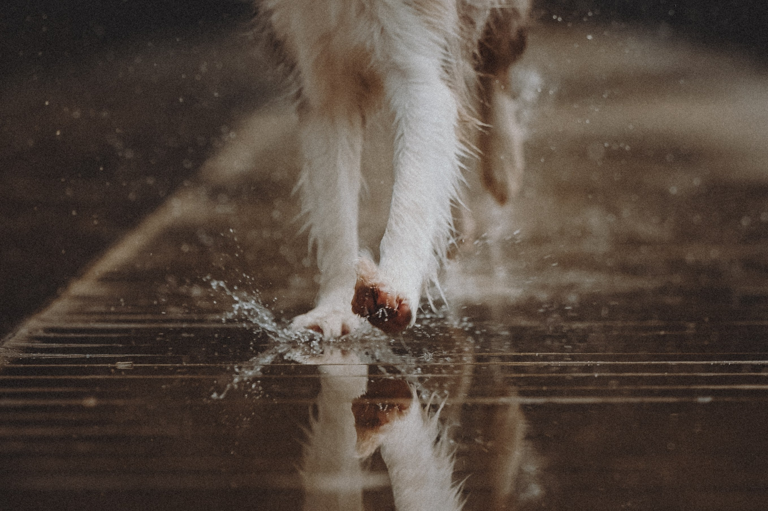 Аня и Дэймон. Семейный фотограф анималист Ананьева Мария — Москва