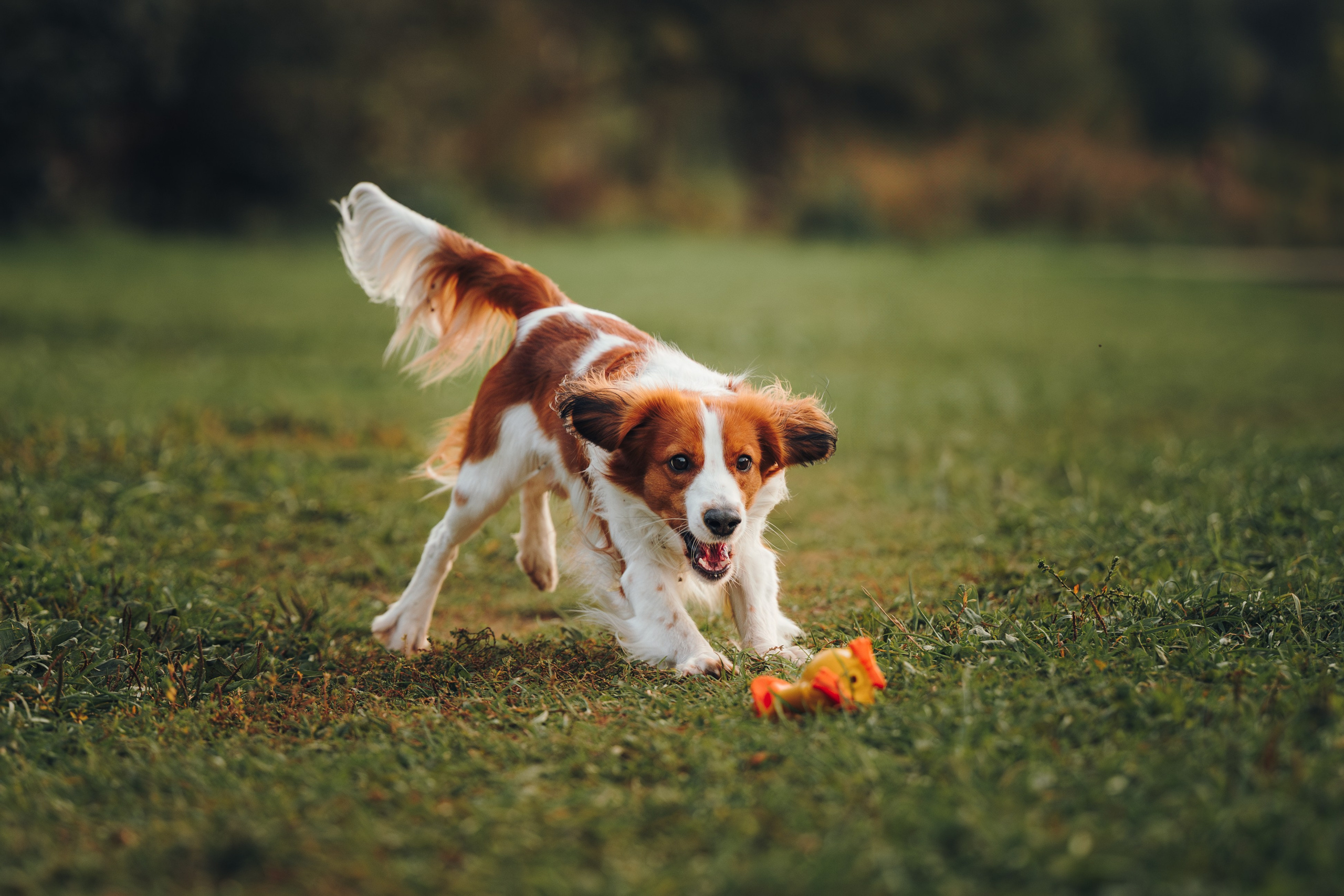 Семейная фотосессия с питомцем. Семейный фотограф анималист Ананьева Мария — Москва
