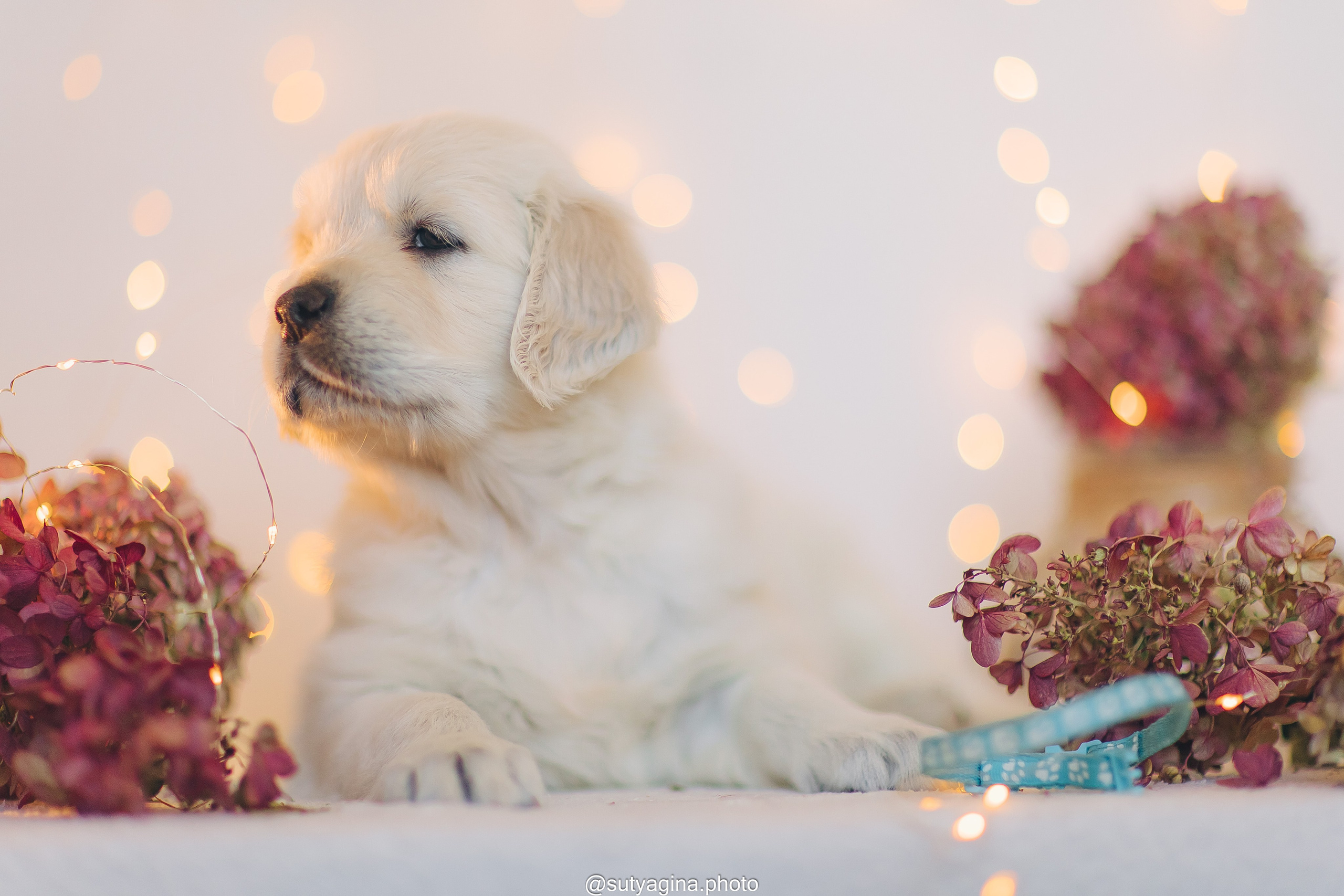 Голубой ошейник. Свадебный и женский фотограф