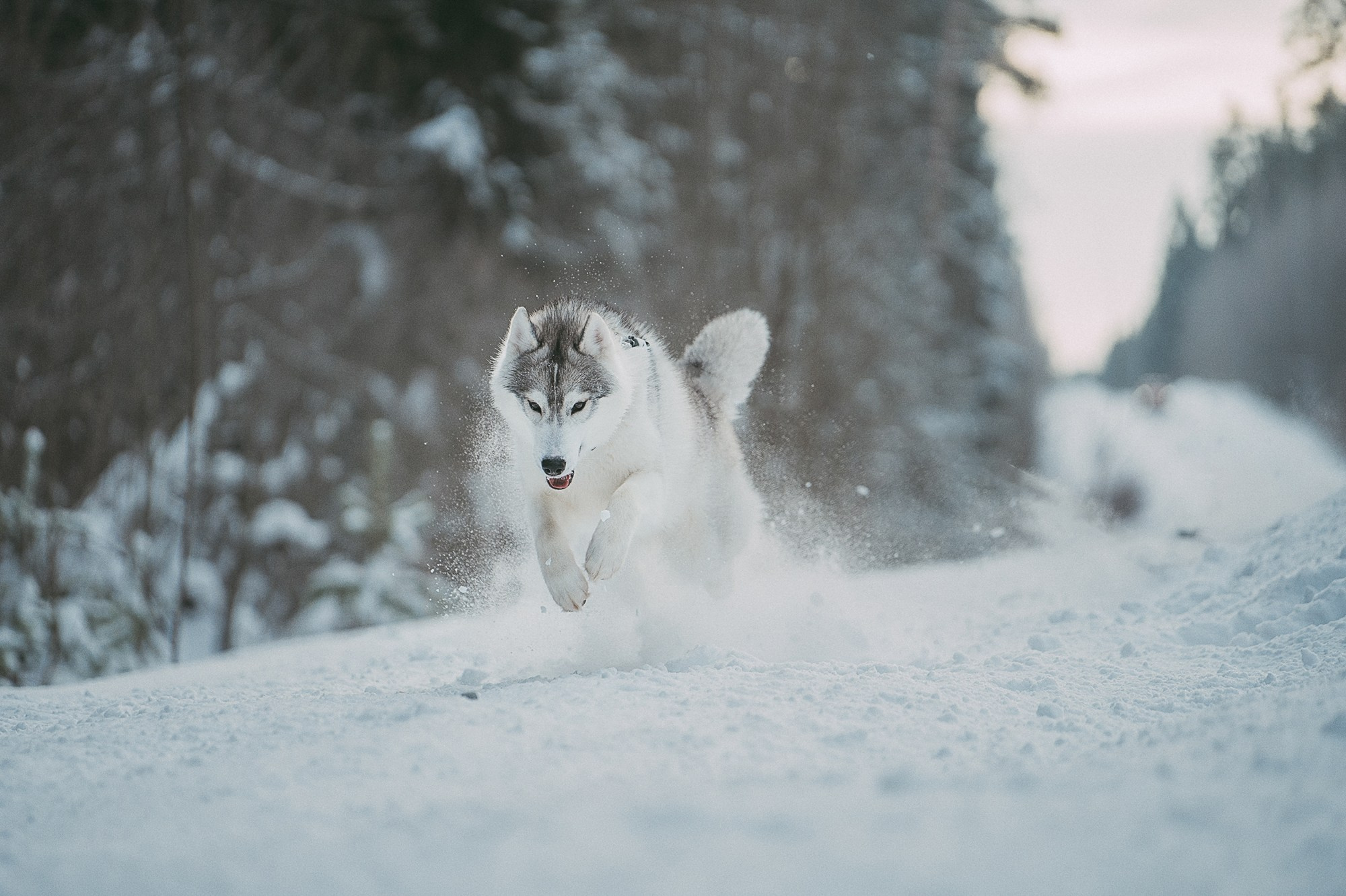Полина, Уго и Пышка. Фотограф анималист в Москве и Санкт-Петербурге Свиридова Анна