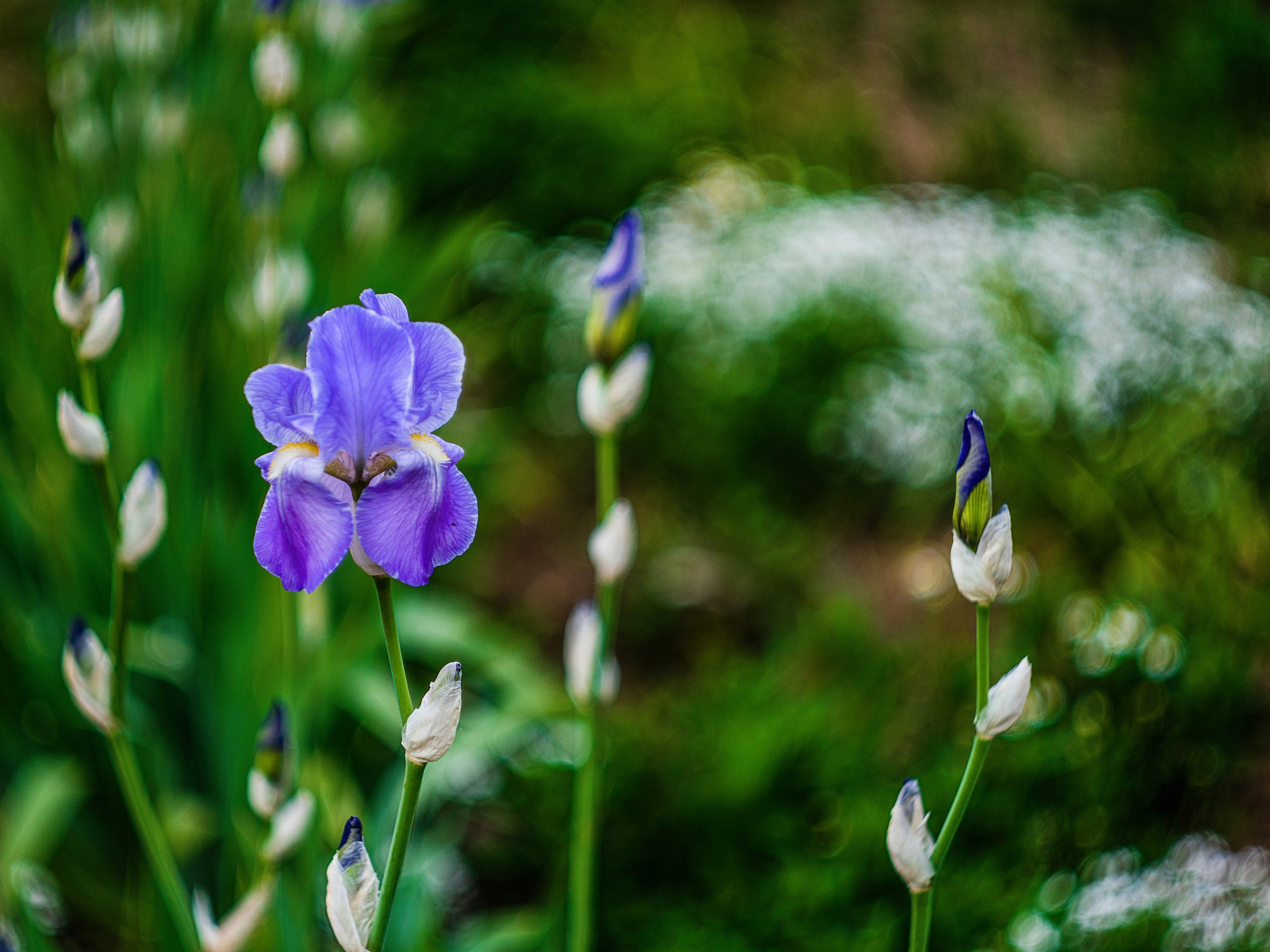 Весенняя фотосъёмка в Москве. Фотограф в Москве, Оксана Ребристая