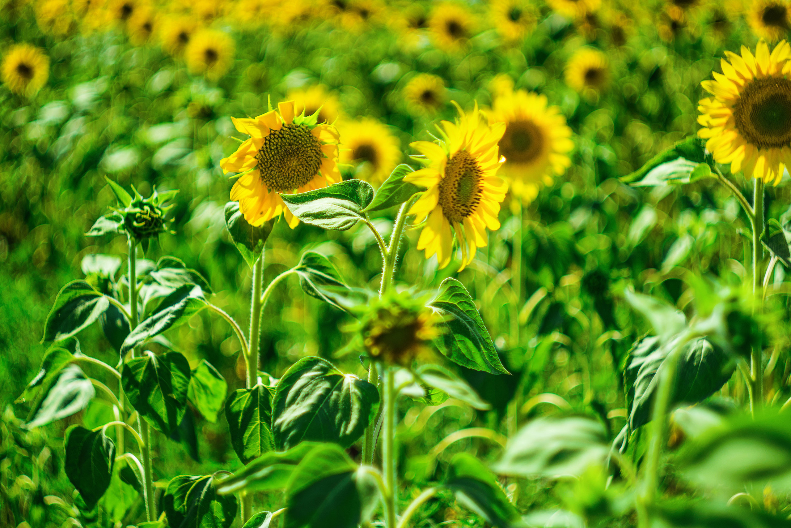Подсолнухи. Крым. Фотограф в Москве, Оксана Ребристая