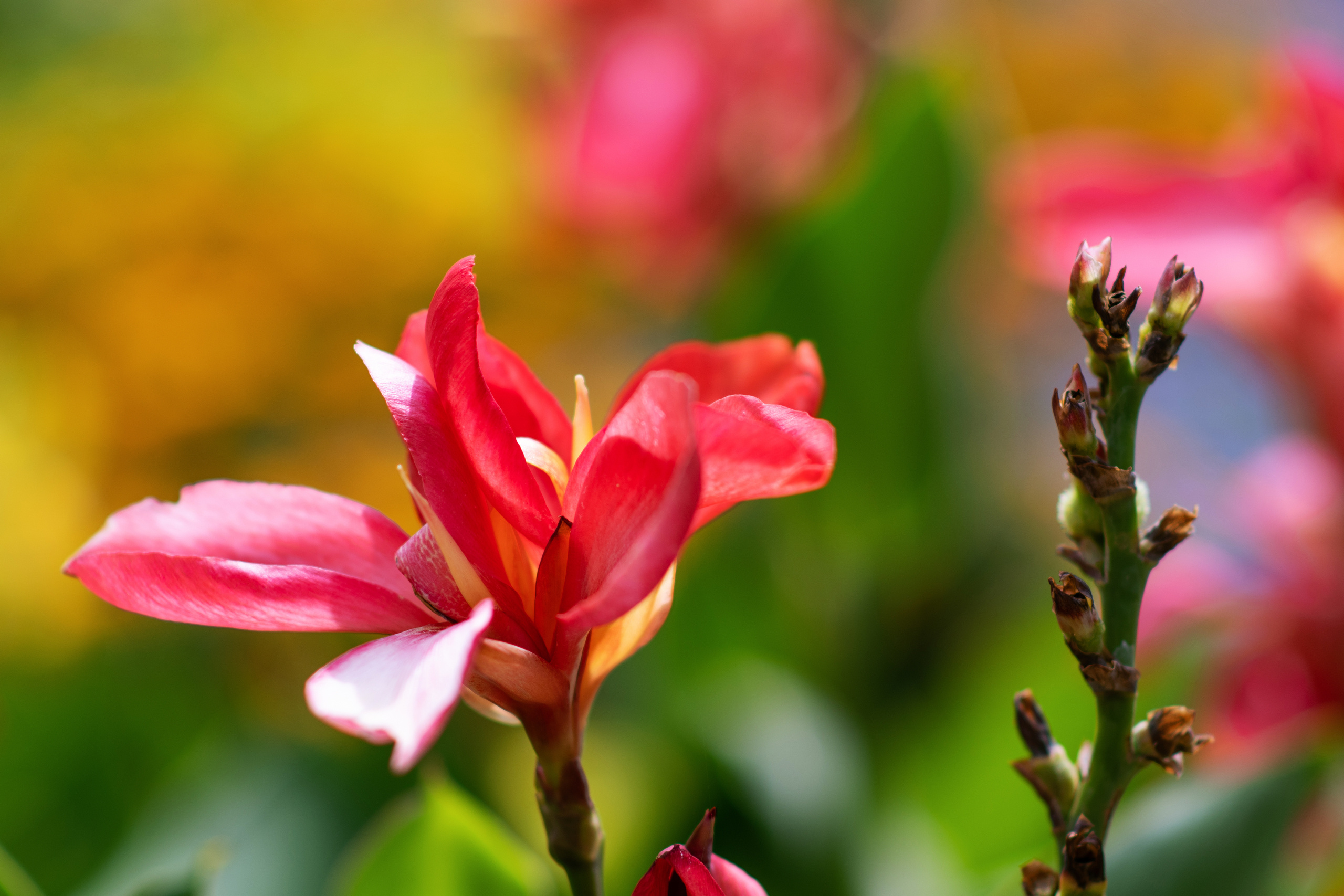 Цветущий Севастополь. Приморский бульвар. Фотограф в Москве, Оксана Ребристая