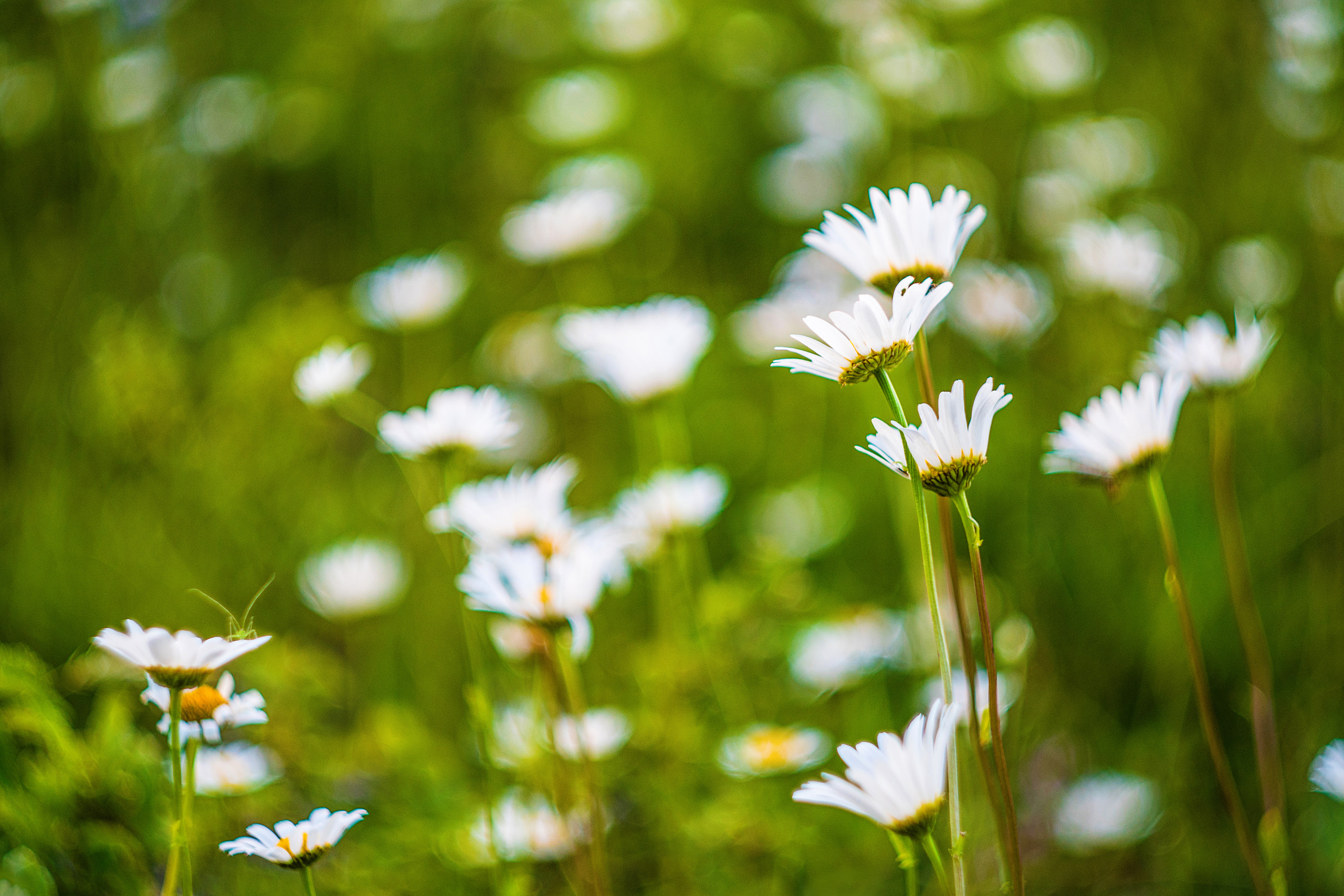 Ромашковое настроение. Фотограф в Москве, Оксана Ребристая