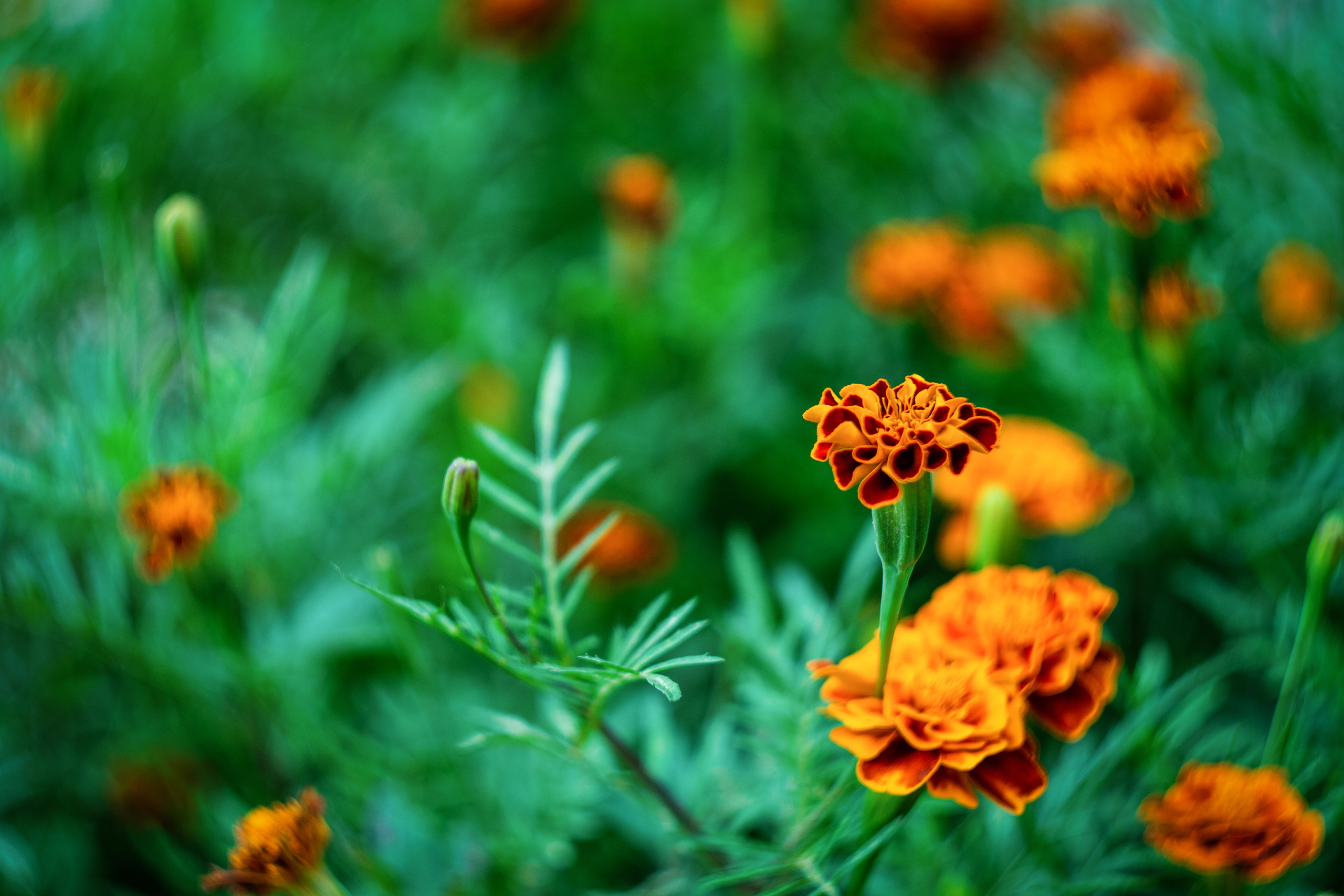 Бархатцы. Фотограф в Москве, Оксана Ребристая