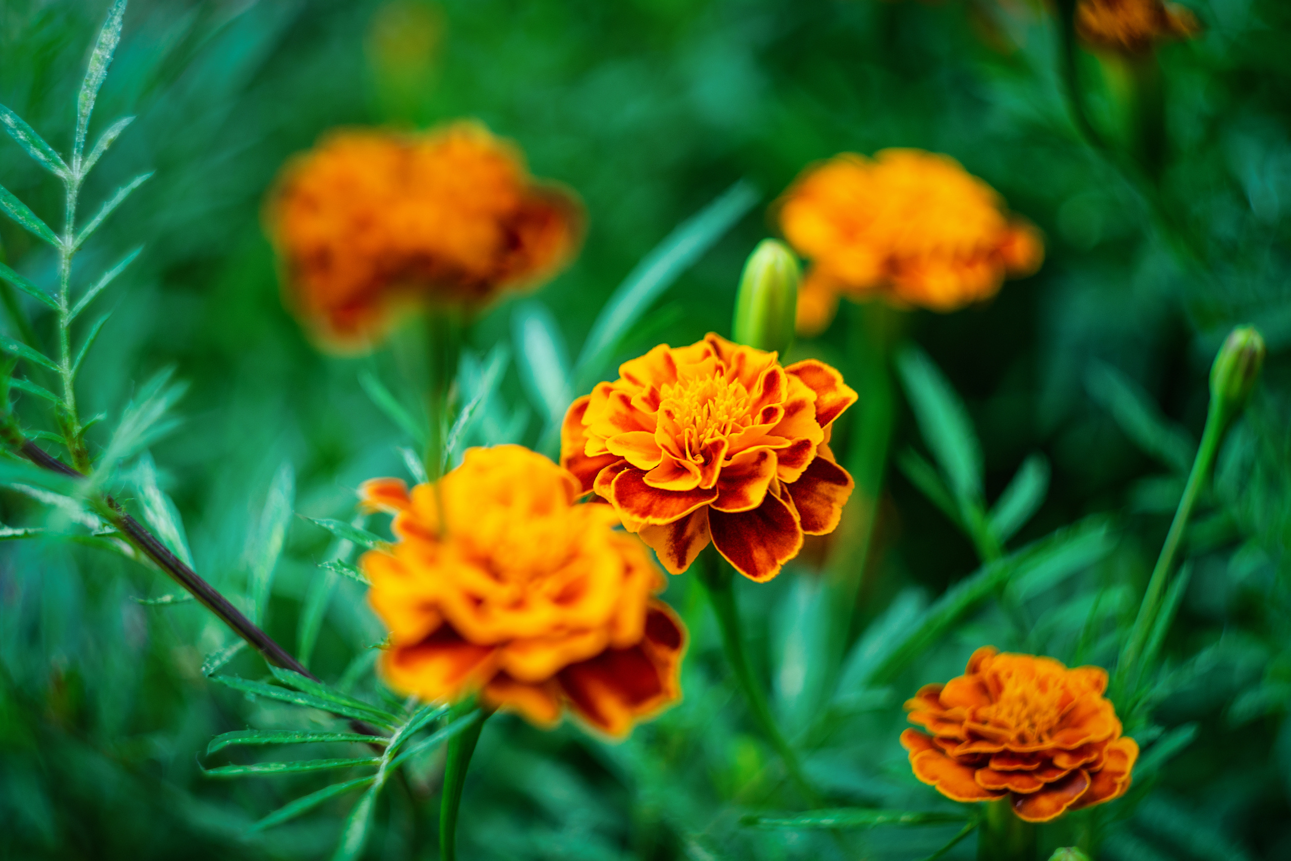 Бархатцы. Фотограф в Москве, Оксана Ребристая