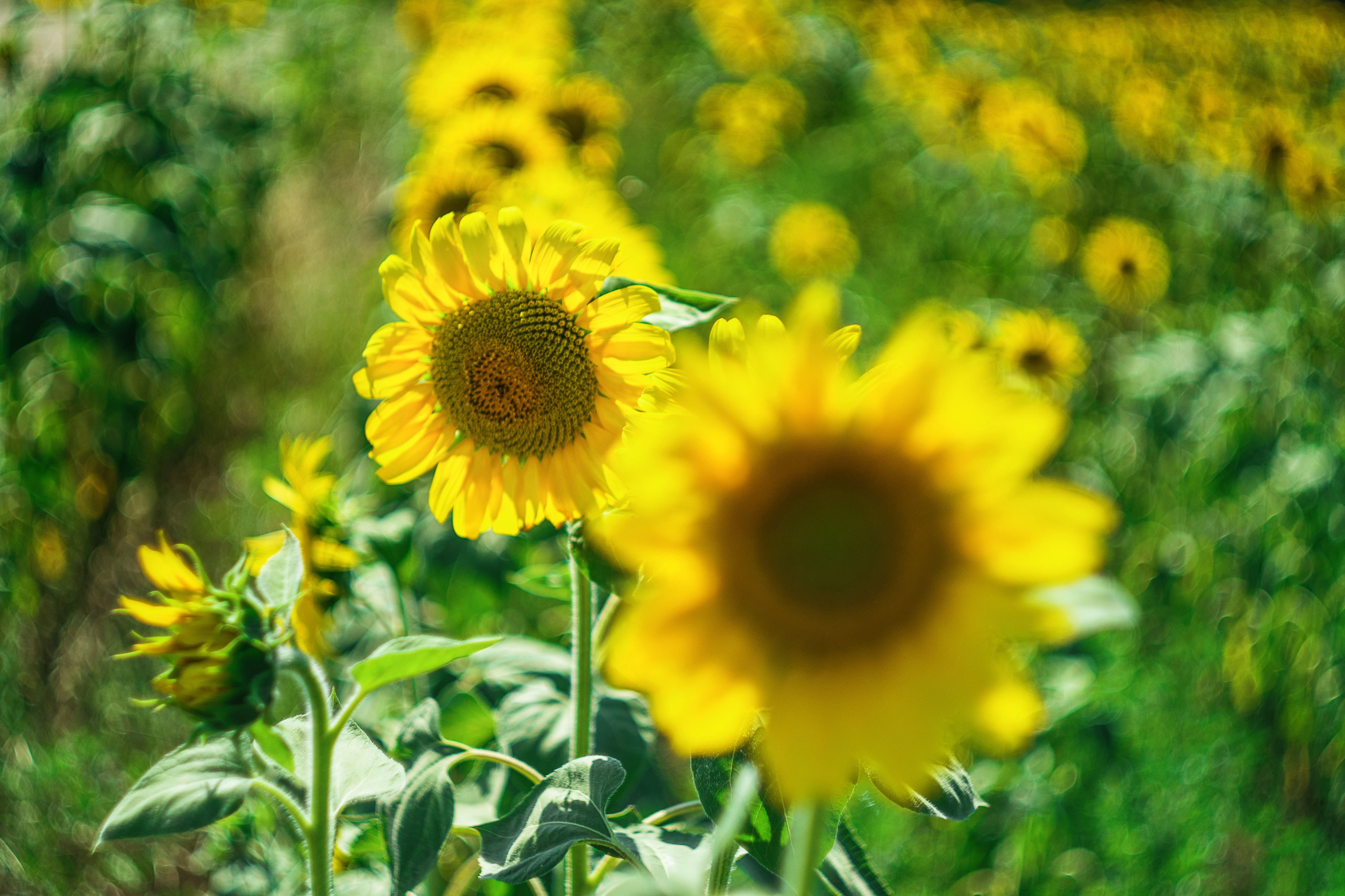 Подсолнухи. Крым. Фотограф в Москве, Оксана Ребристая