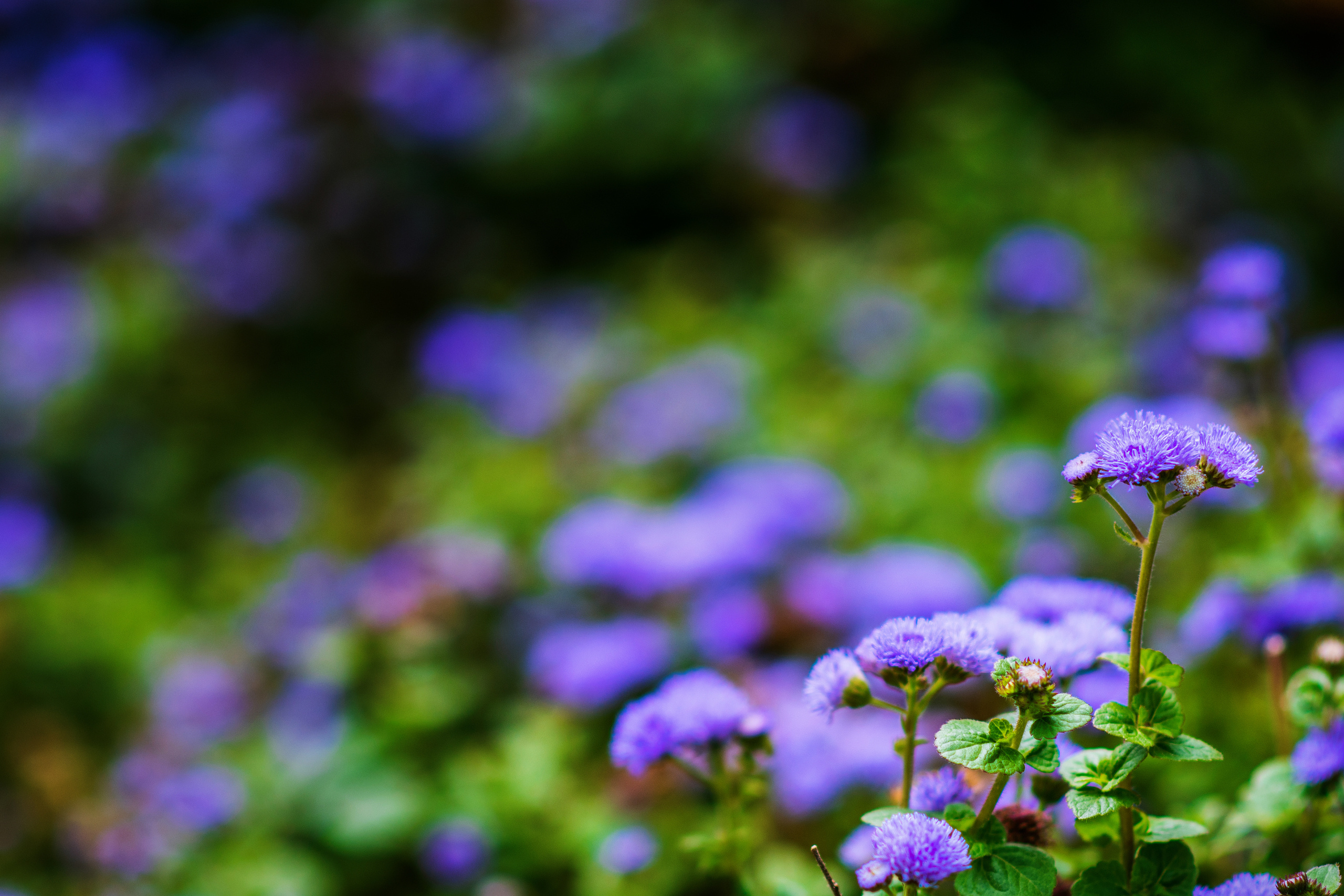 Цветущий Севастополь. Приморский бульвар. Фотограф в Москве, Оксана Ребристая