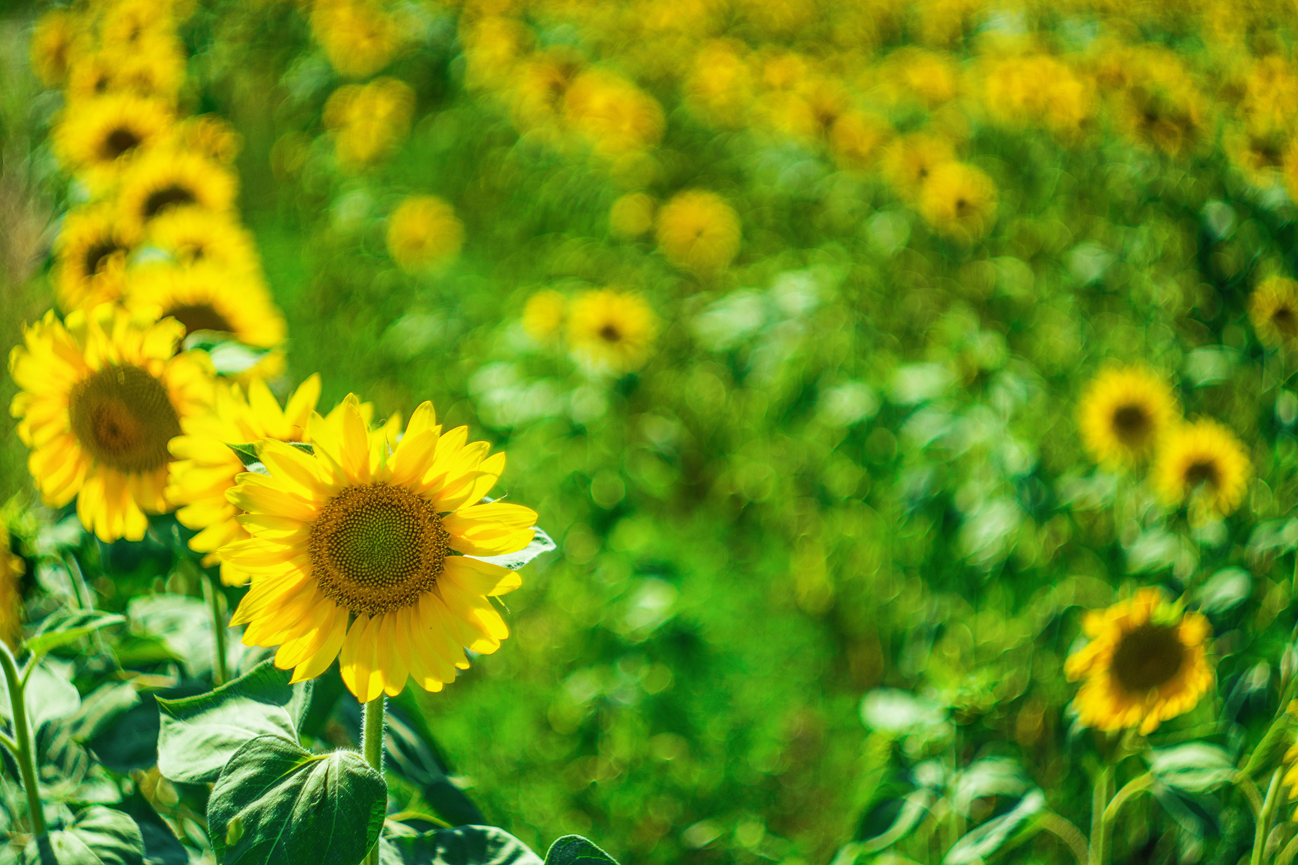 Подсолнухи. Крым. Фотограф в Москве, Оксана Ребристая