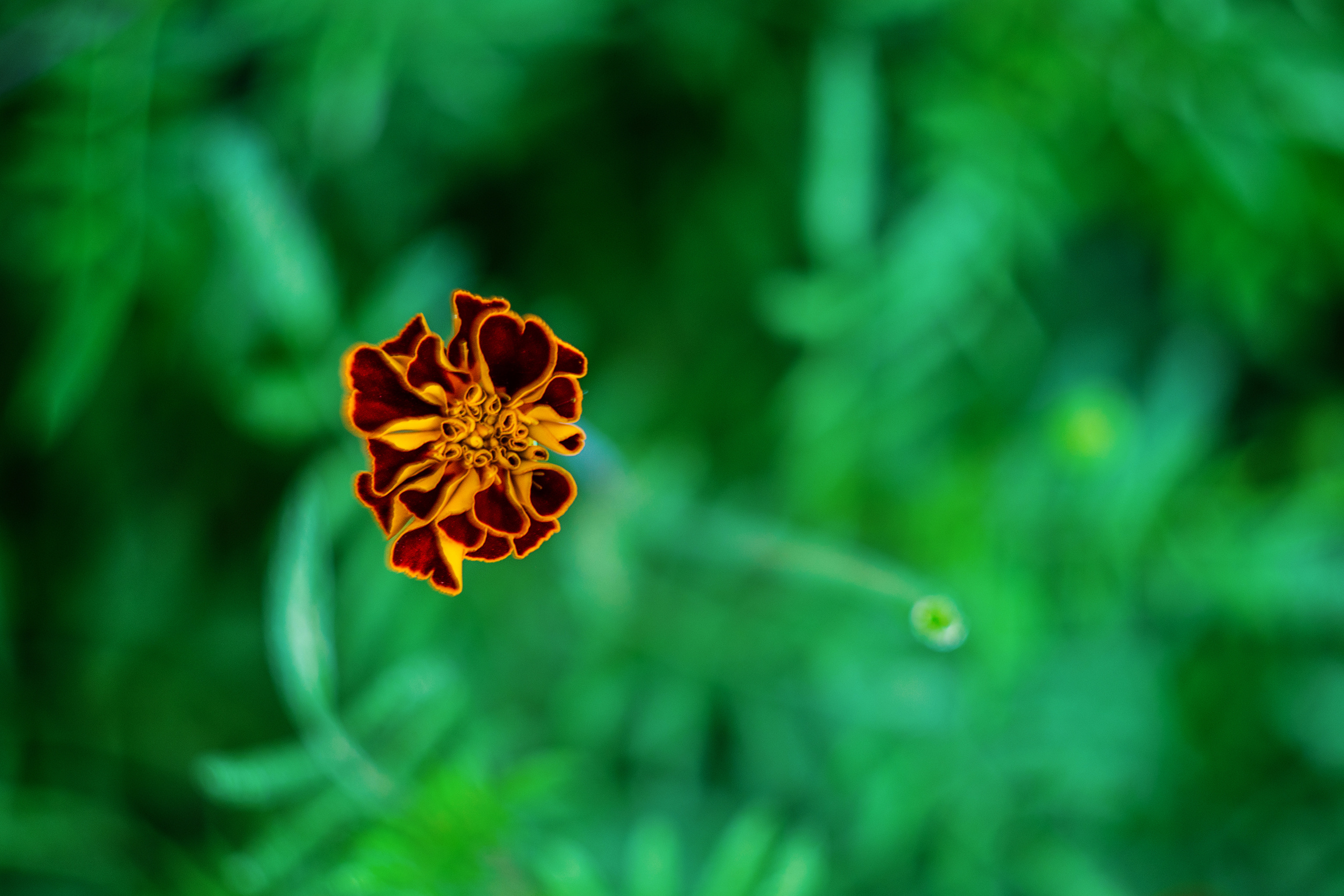 Бархатцы. Фотограф в Москве, Оксана Ребристая