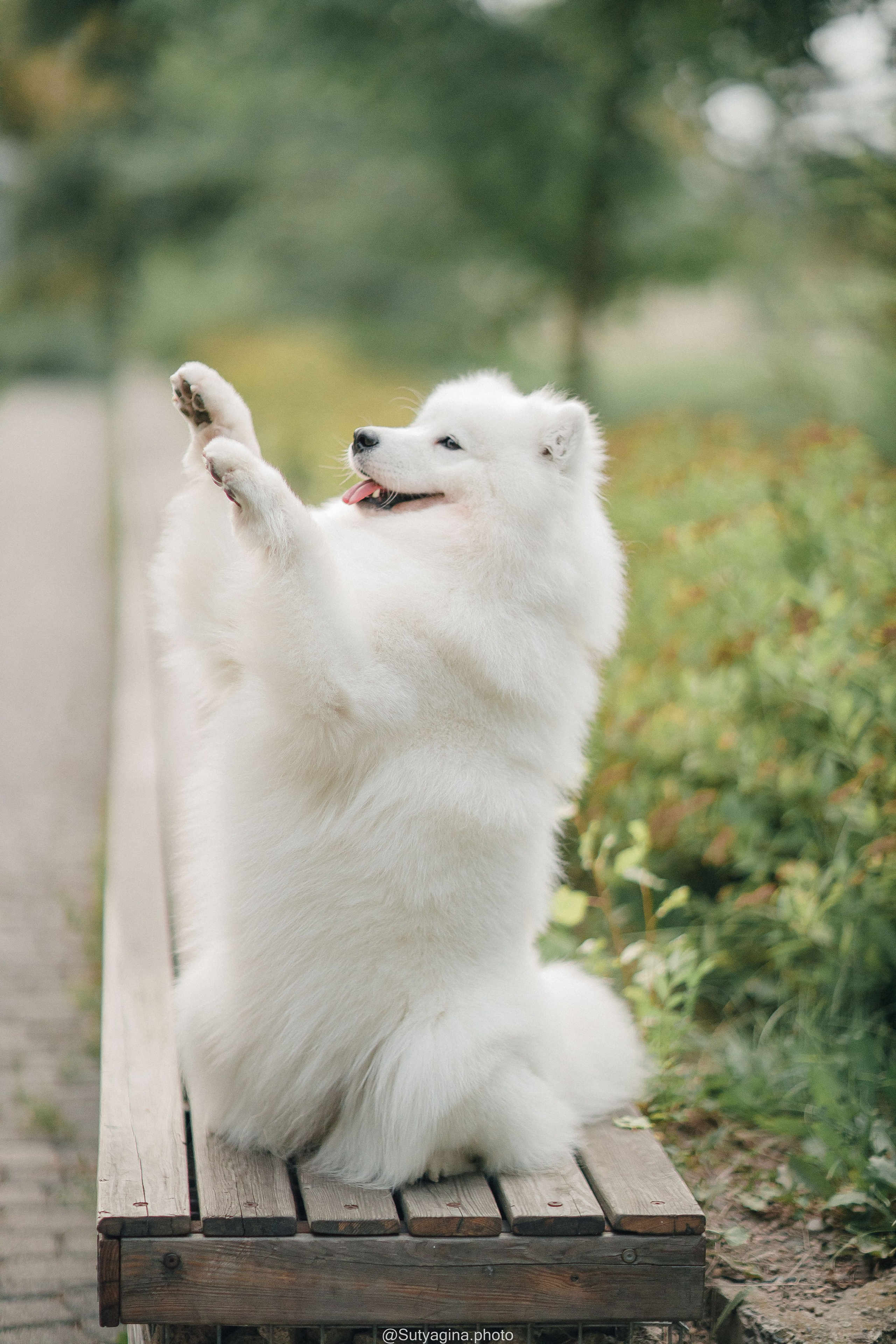 Самоед Рея. Свадебный и женский фотограф