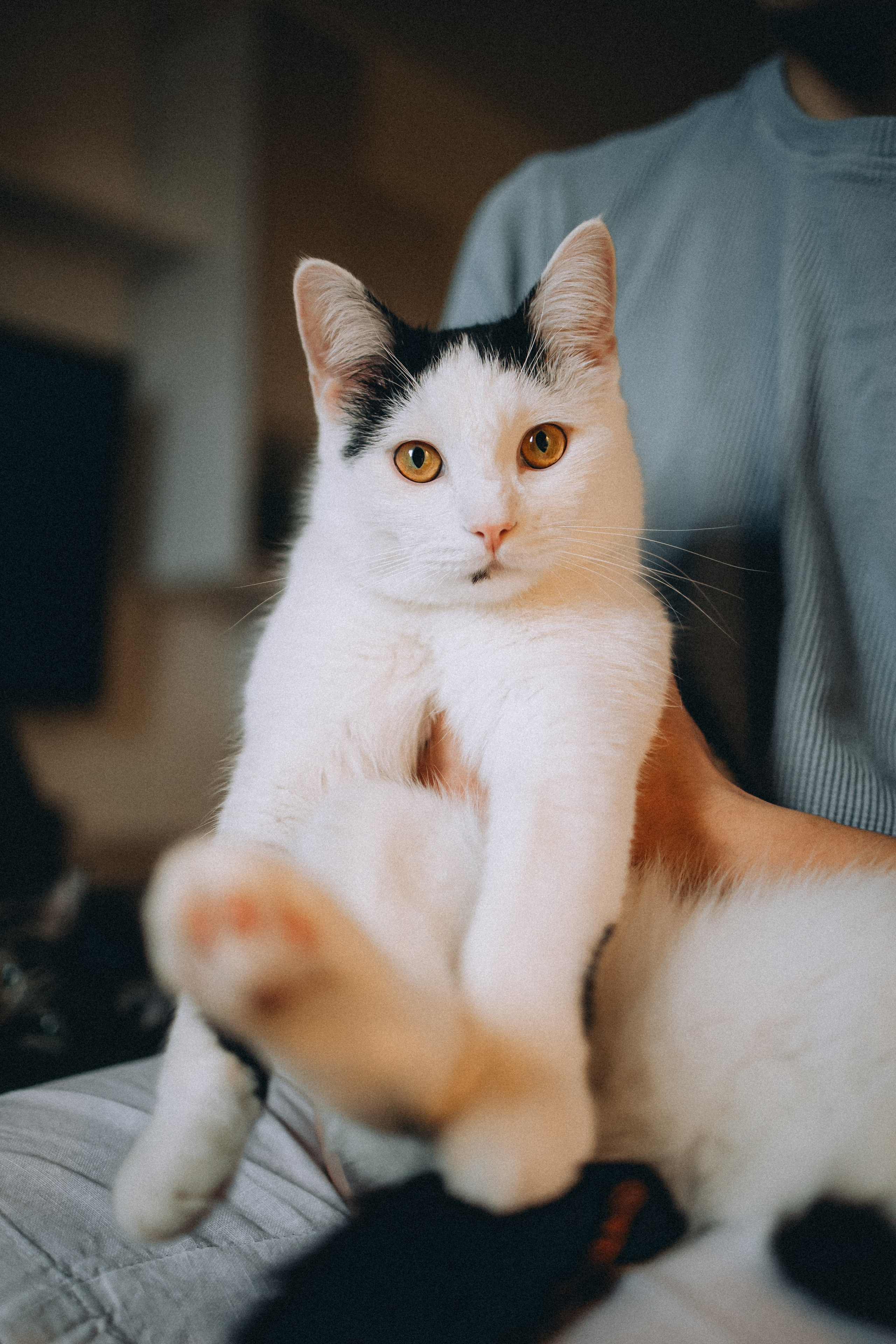 Рыся, Кепа и их семья