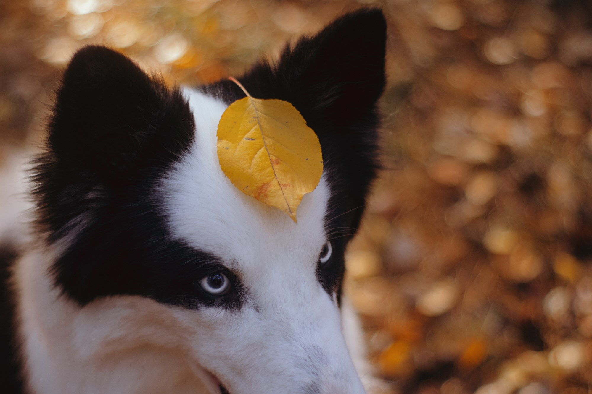 Ликёр. Фотограф в Тюмени Лизавета Сапицкая