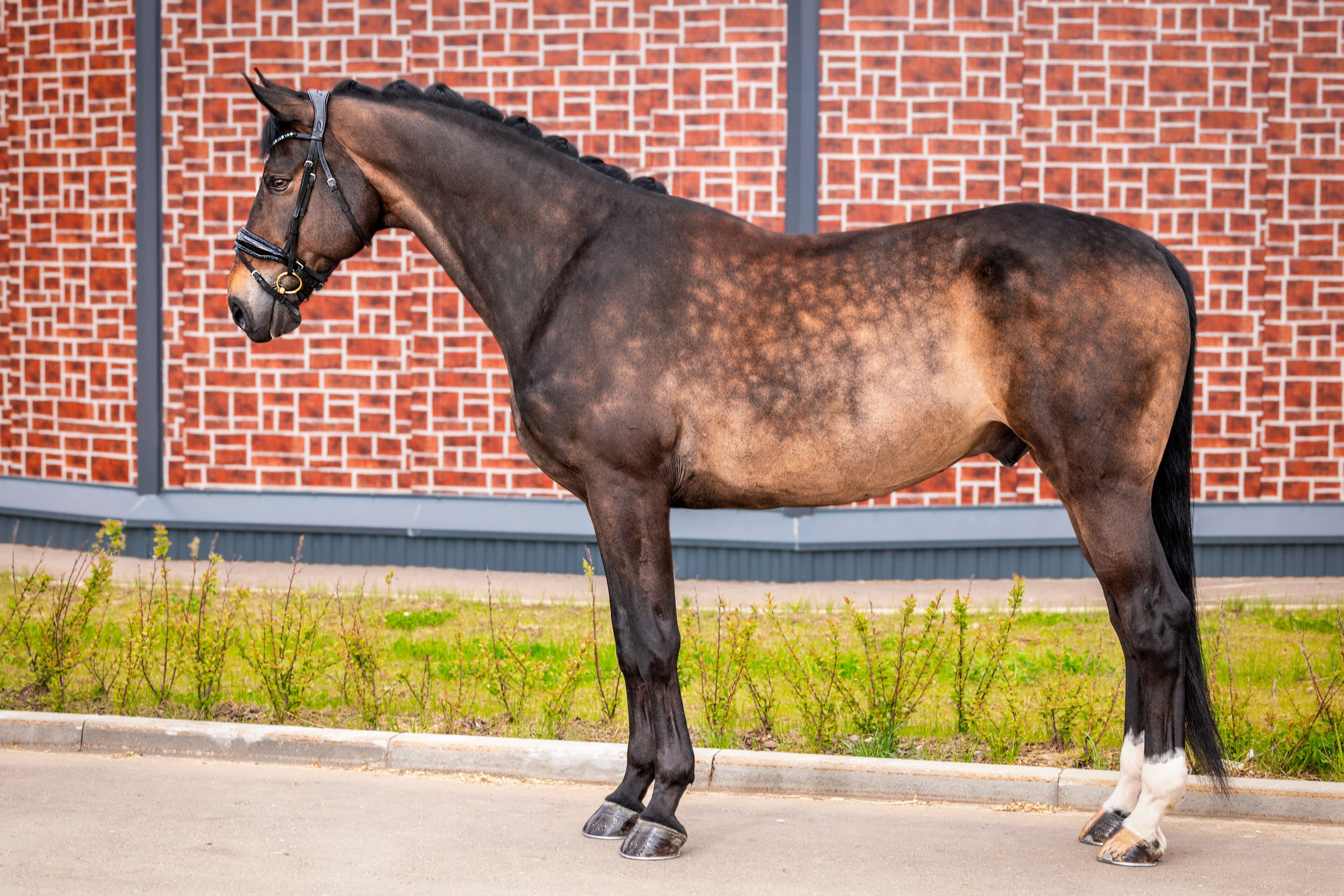 Экстерьерная съёмка лошадей. Mrs.Aquarelia Конный фотограф Марианна Леонтьева