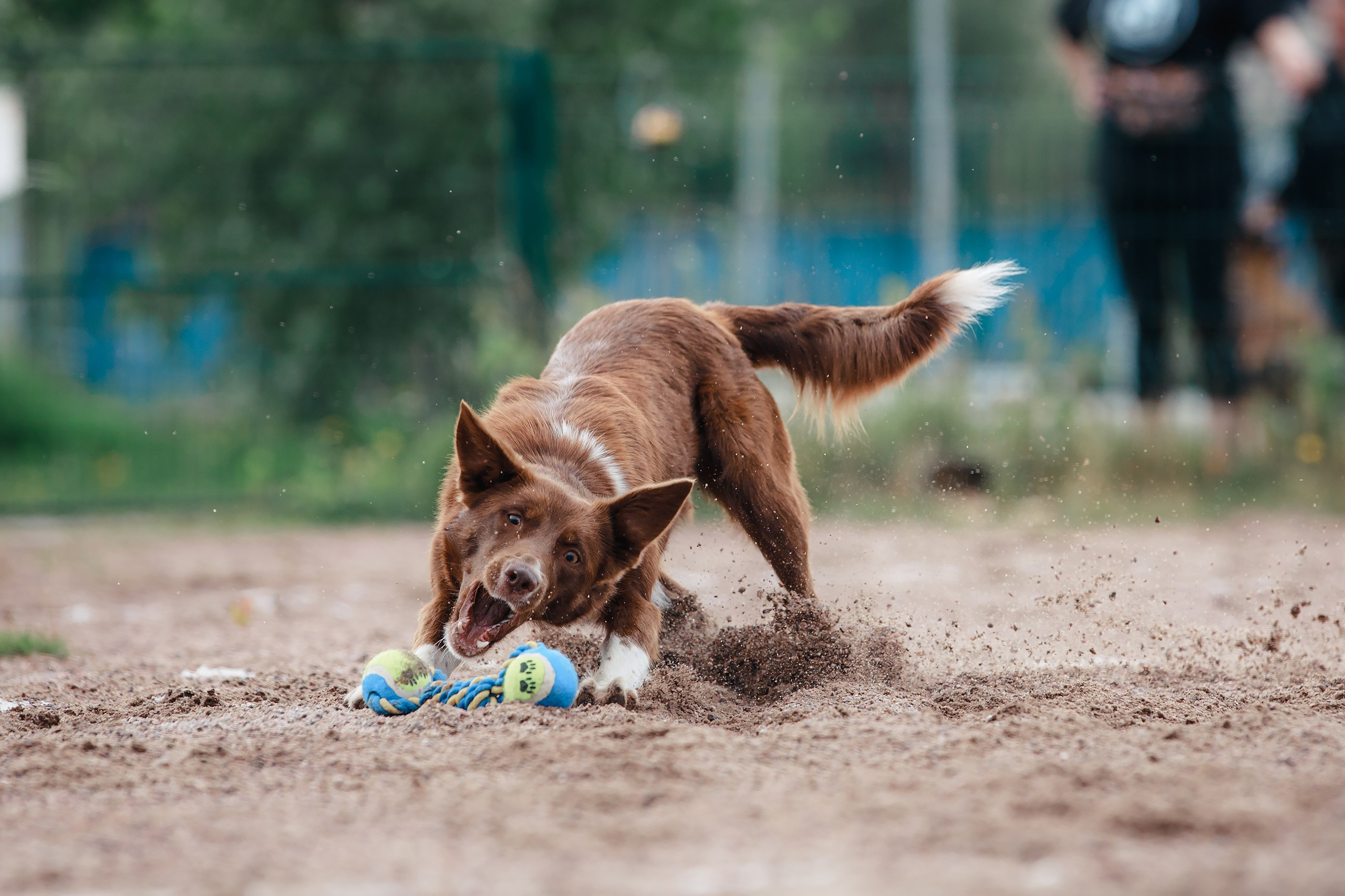 Питч&Гоу + веселые старты. Фотограф-анималист Mary Mart — Москва, Питер