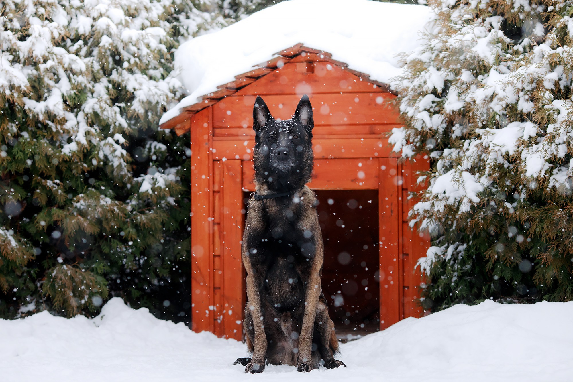 Зорро. Фотограф-анималист Mary Mart — Москва, Питер