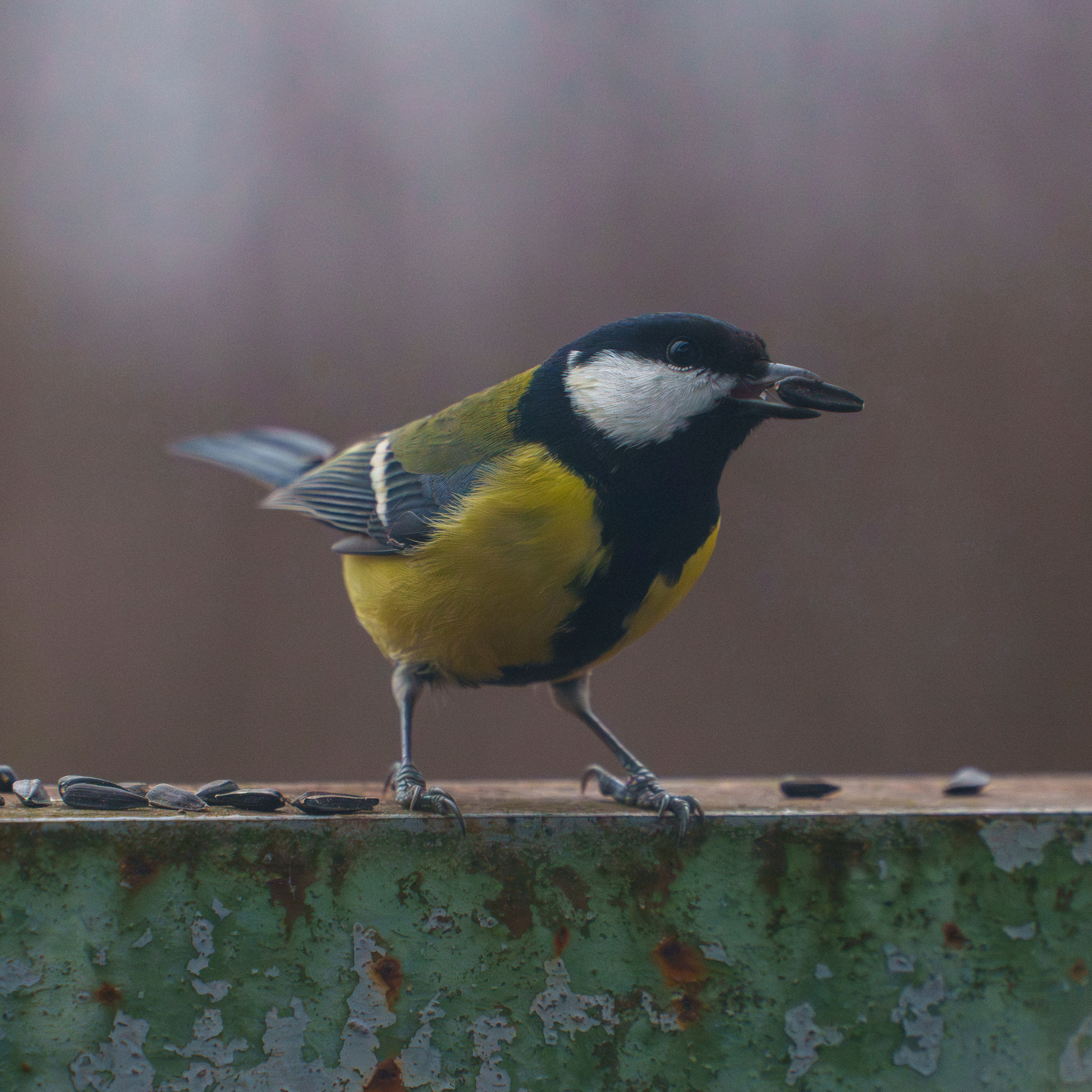 Animals — Животные