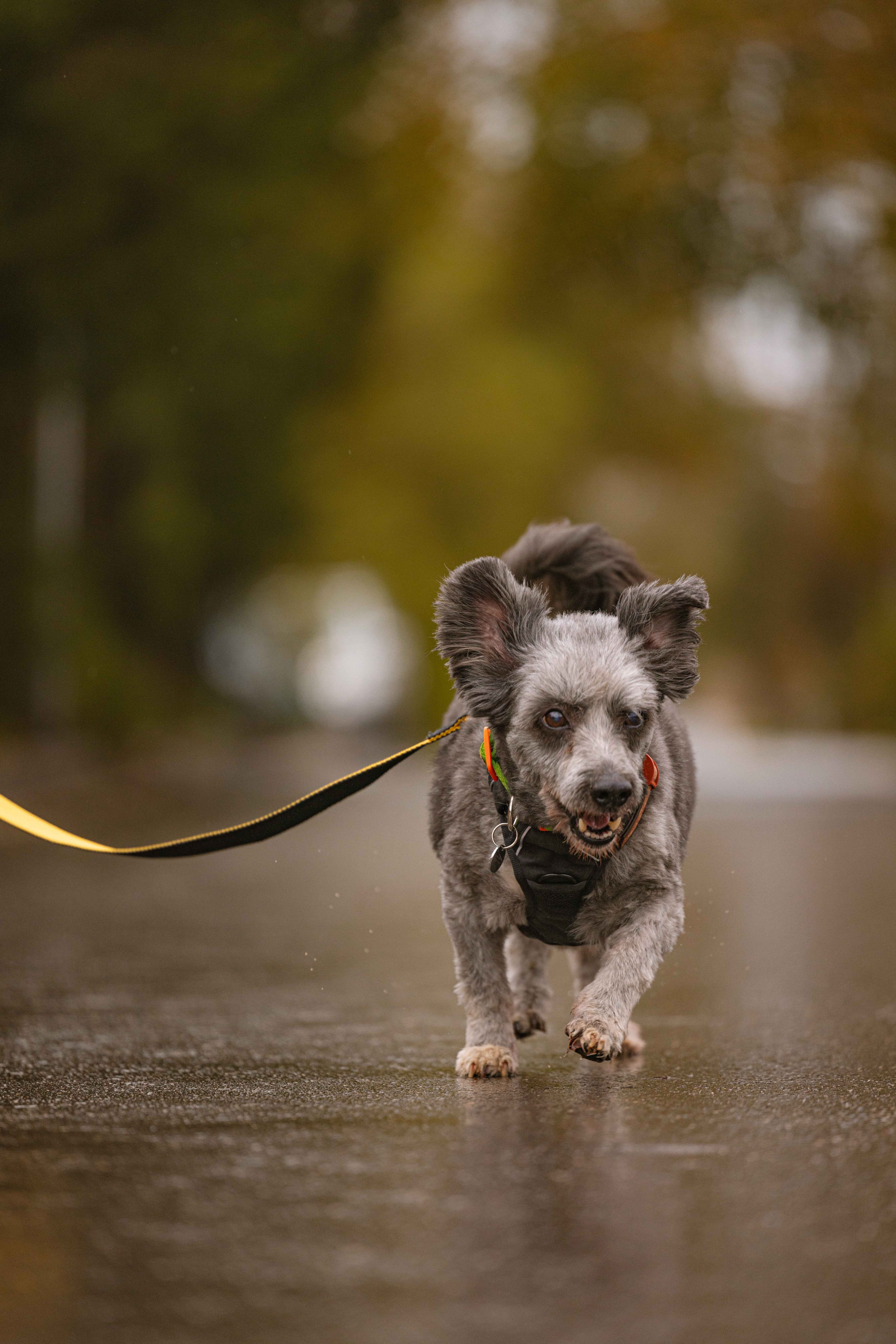 Передержка. Фотограф-анималист в Москве Лера Черноног