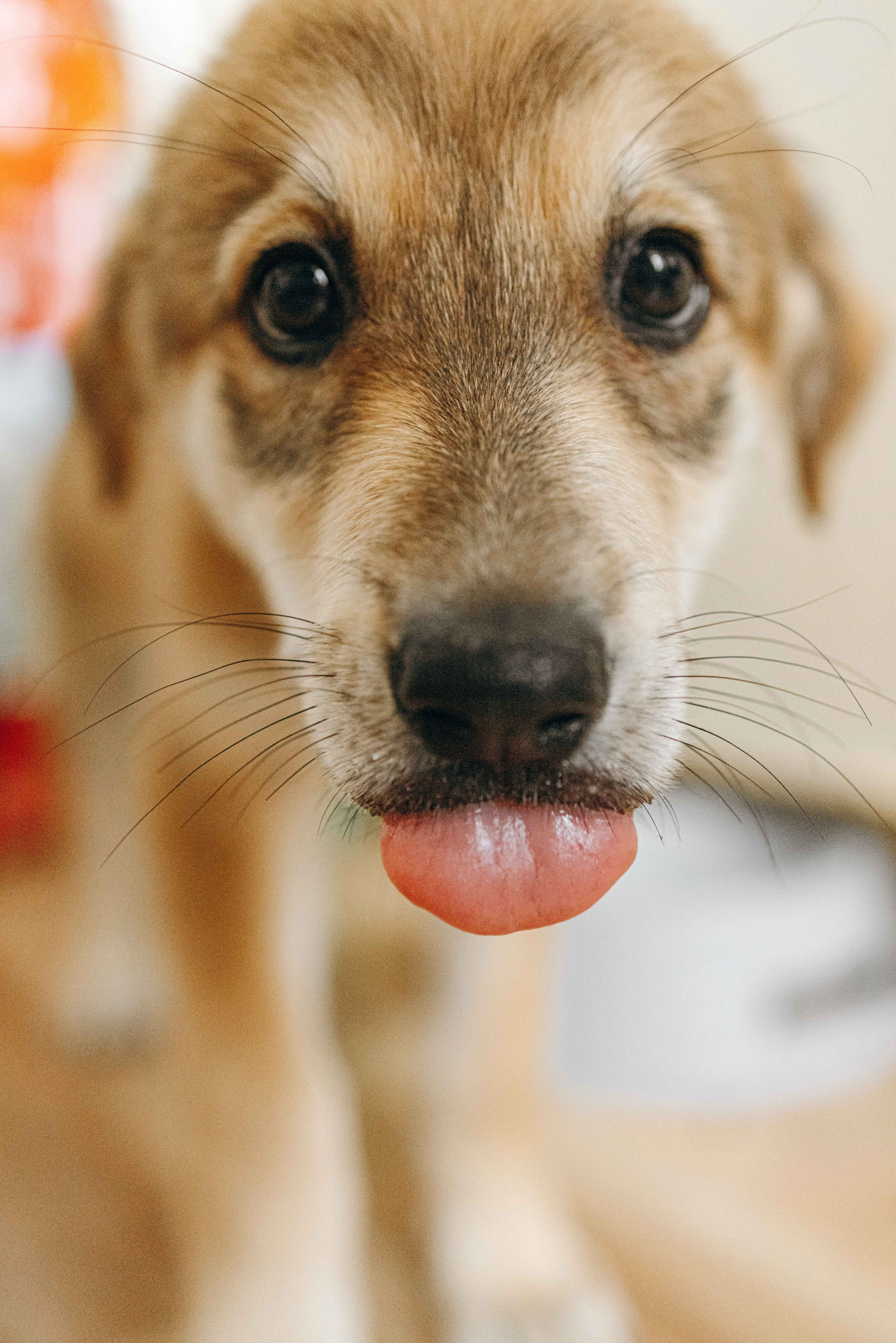 Щеночки на кухне. Фотограф-анималист в Москве Лера Черноног