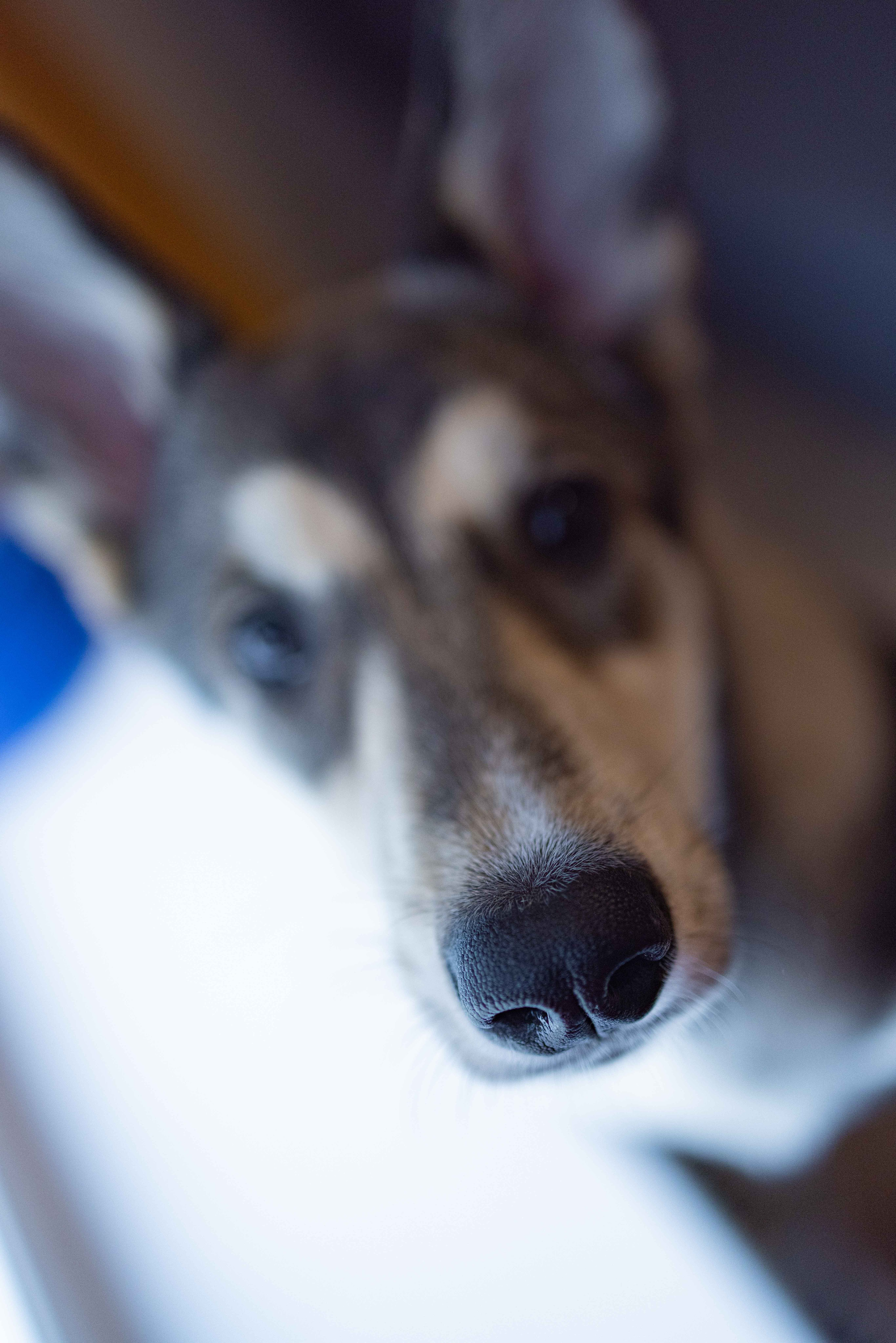 Шами. Фотограф-анималист в Москве Лера Черноног