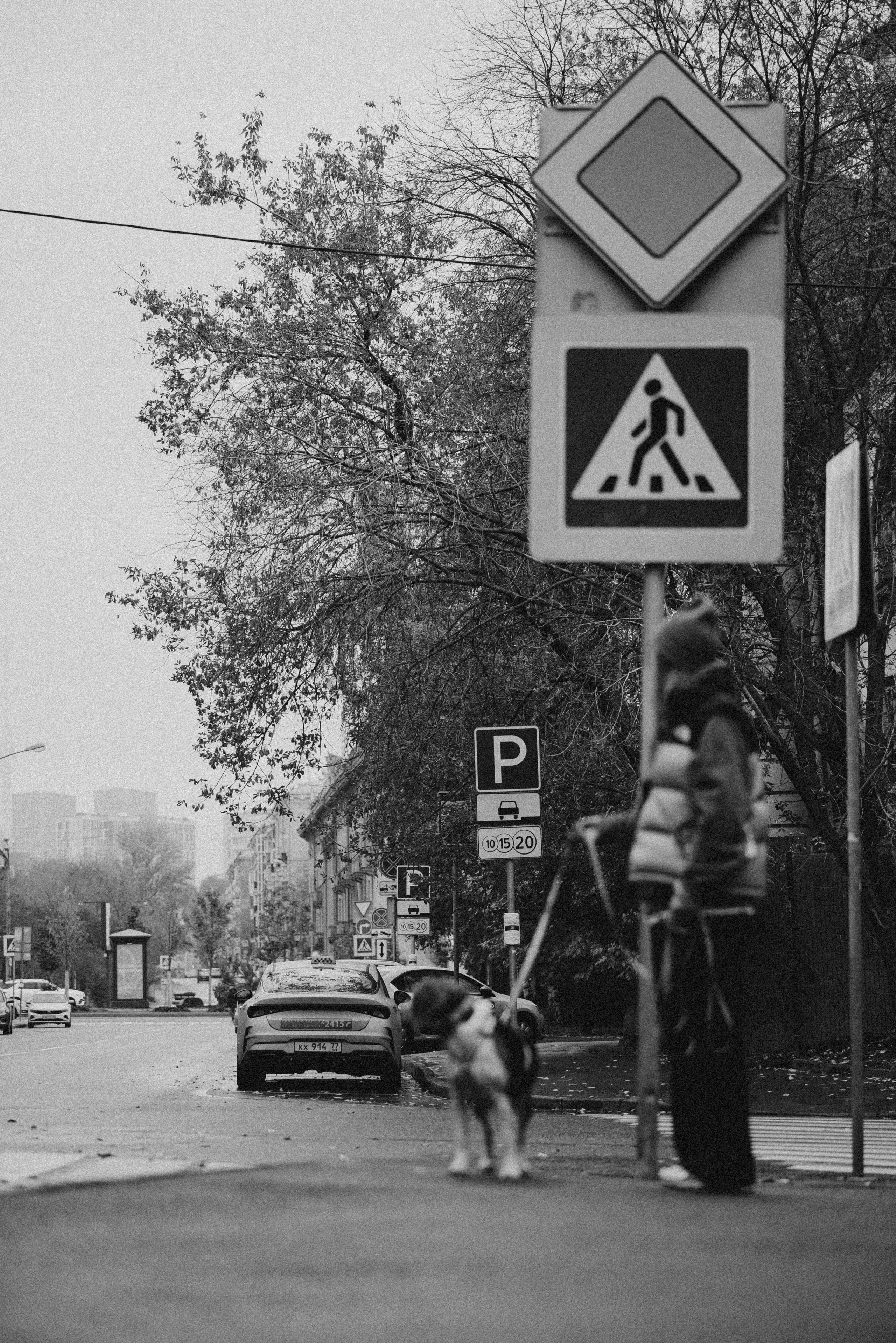 Света и Ива. Фотограф-анималист в Москве Лера Черноног