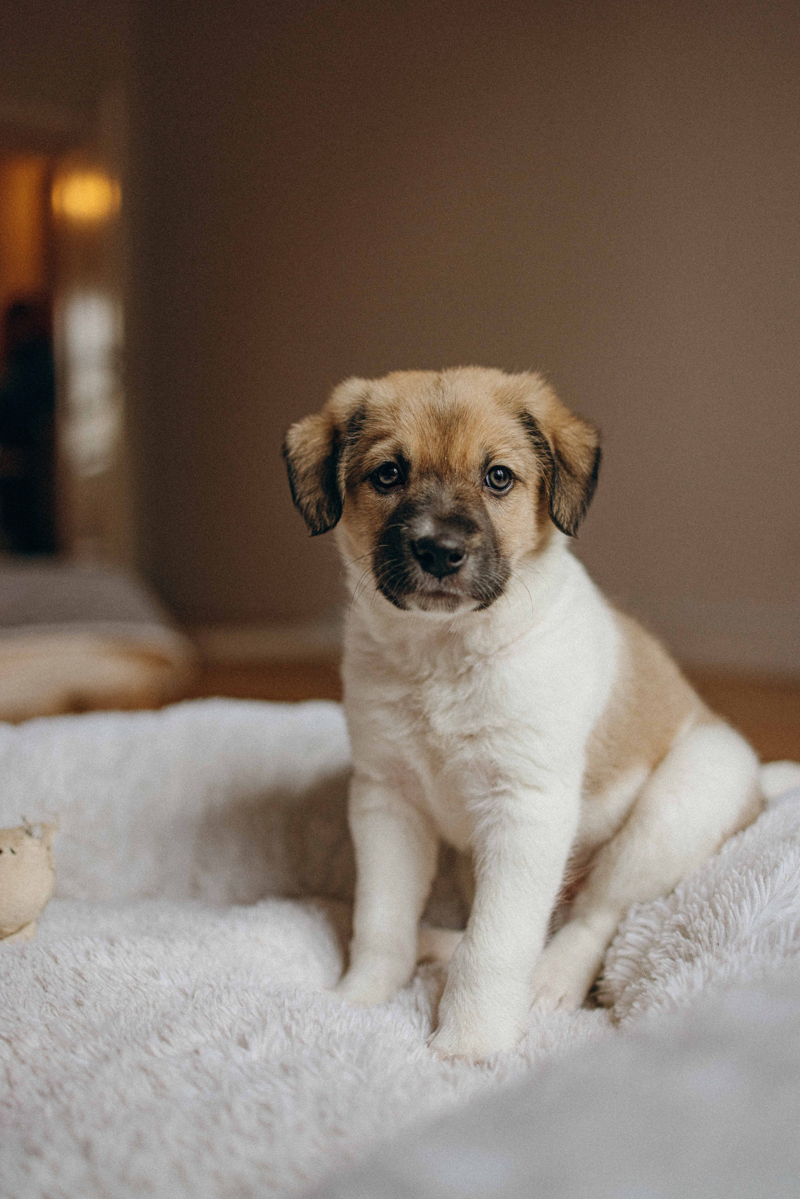 Щеночки. Фотограф-анималист в Москве Лера Черноног