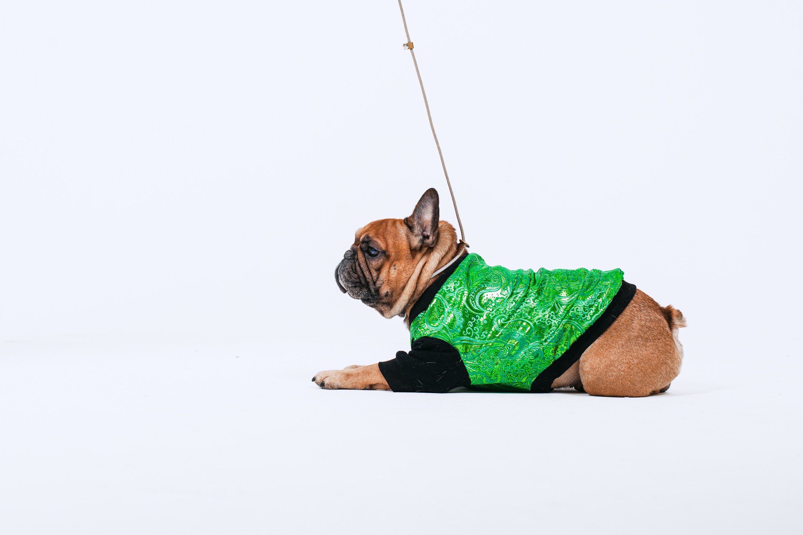 Пижамная вечеринка французских бульдогов и их хозяев. Фотограф-анималист Татьяна Степанова