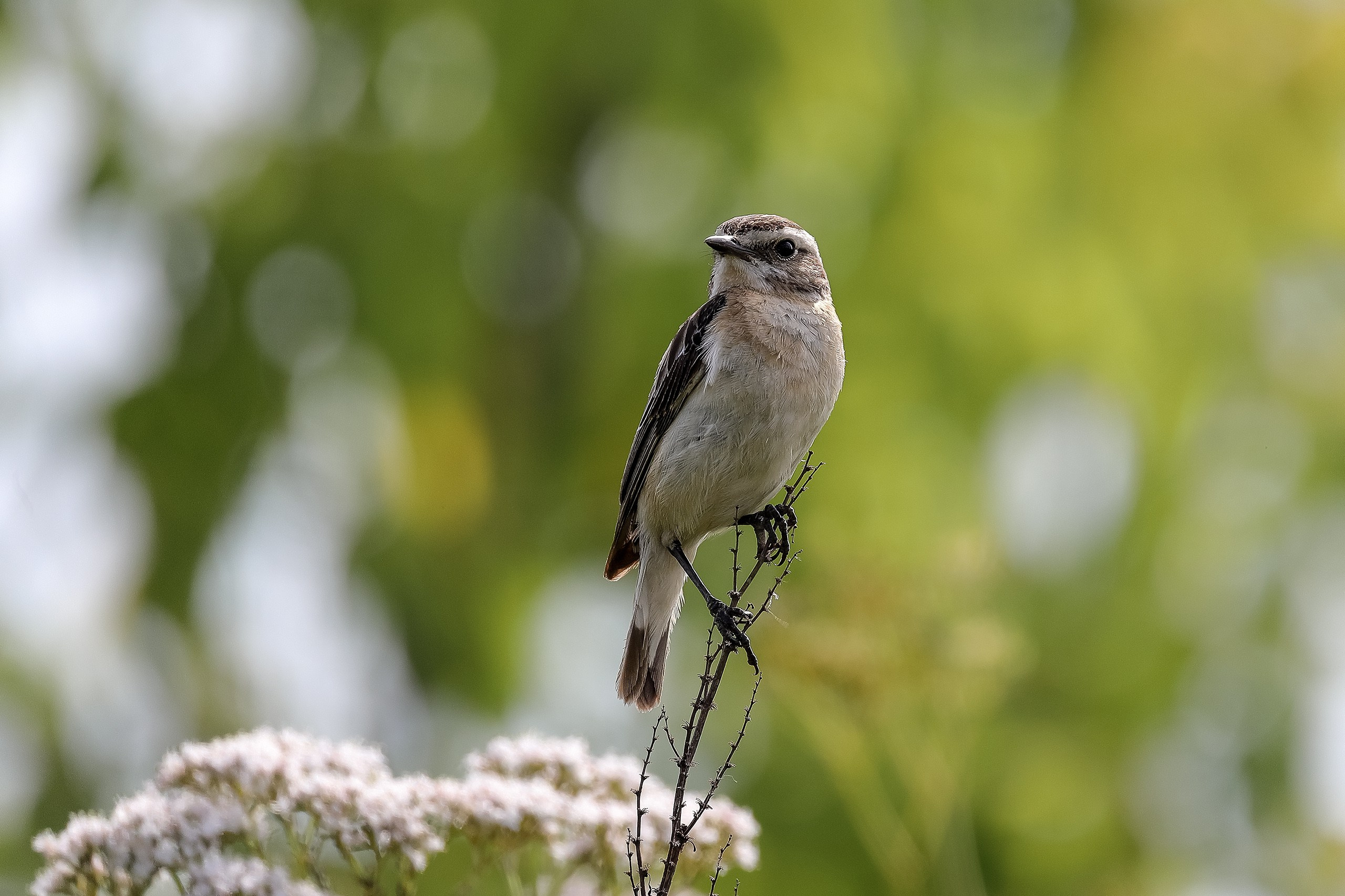 Луговой чекан