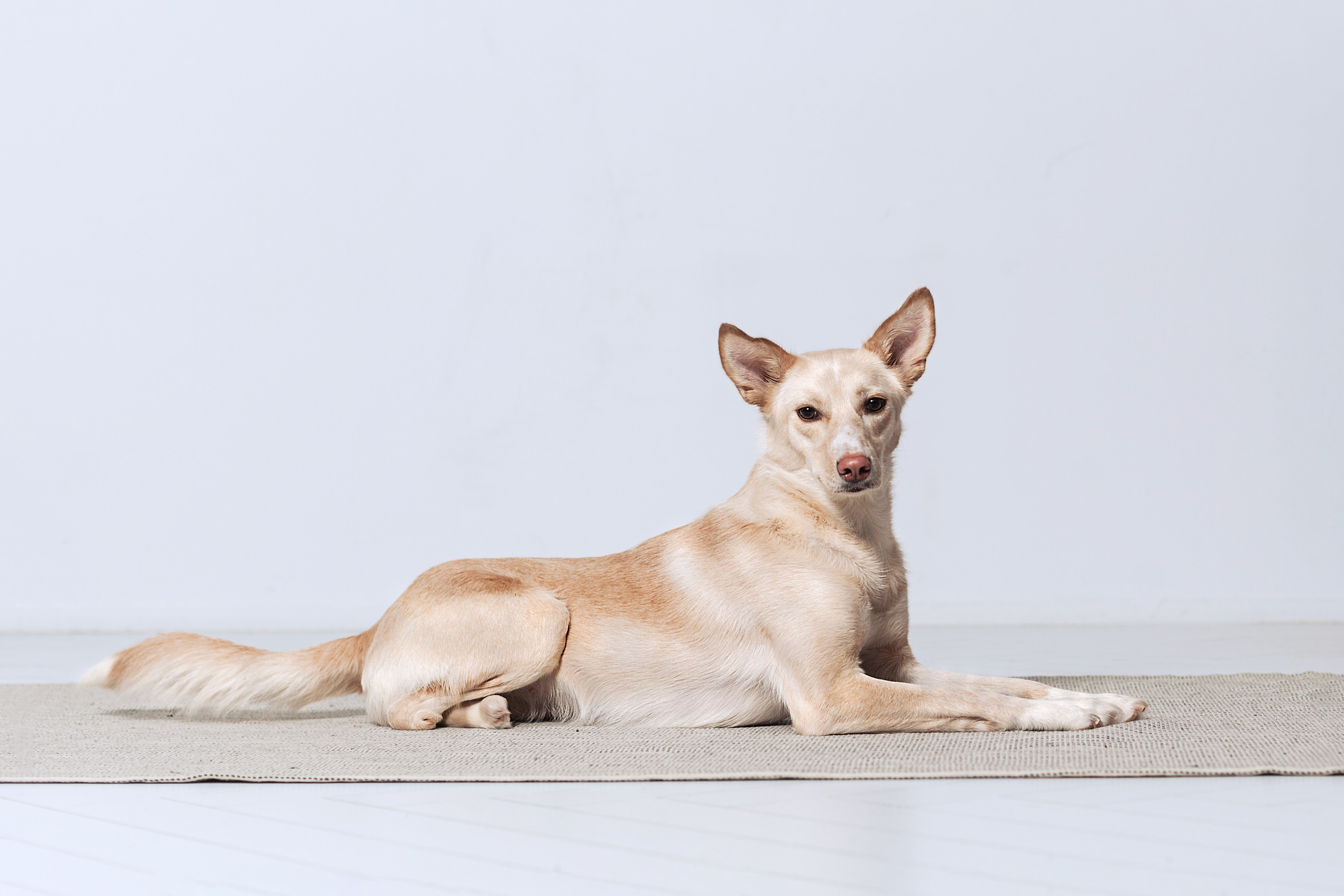 Студийная съемка 2 собак 2024. Фотограф-анималист Татьяна Степанова