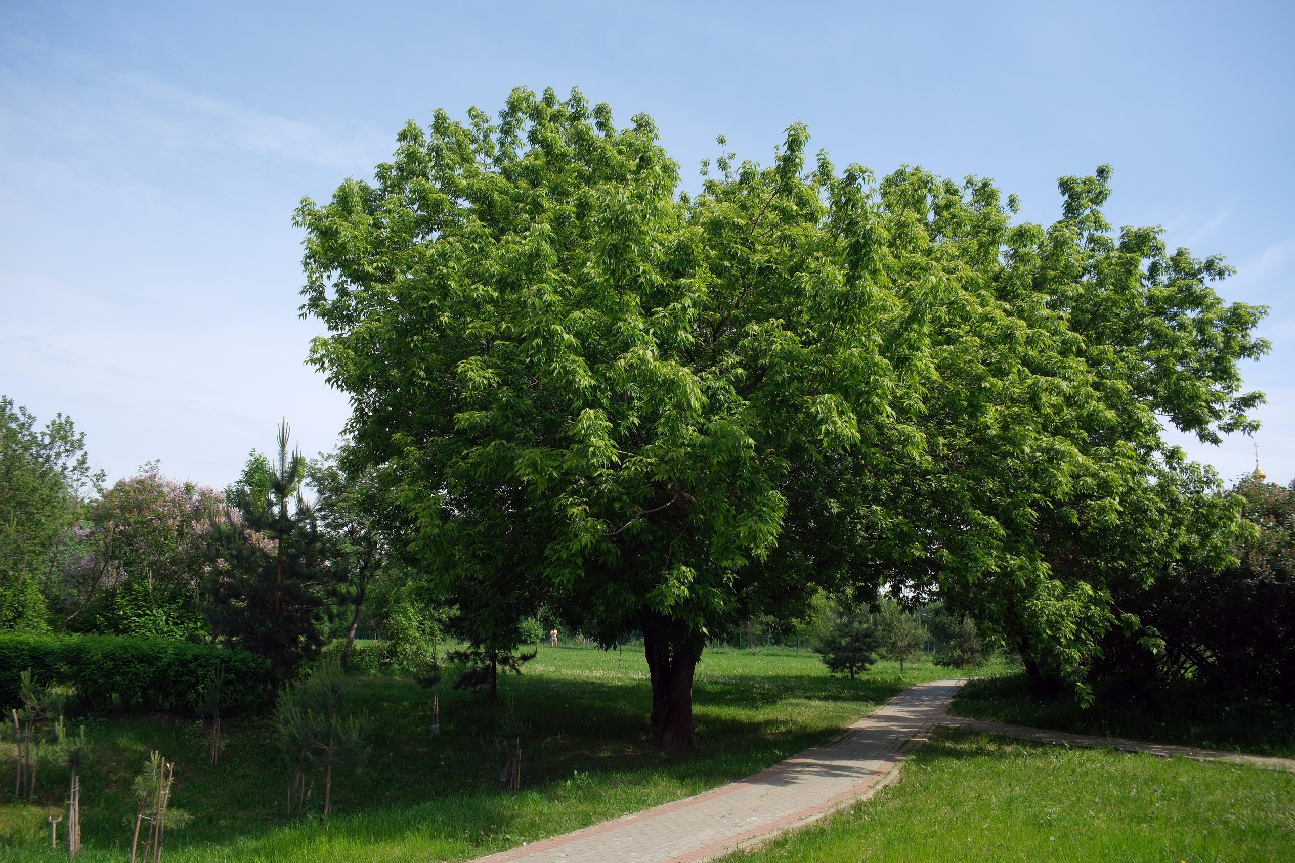 31.05.2025. Покровский парк. Активное долголетие. Улица, люди, жизнь…