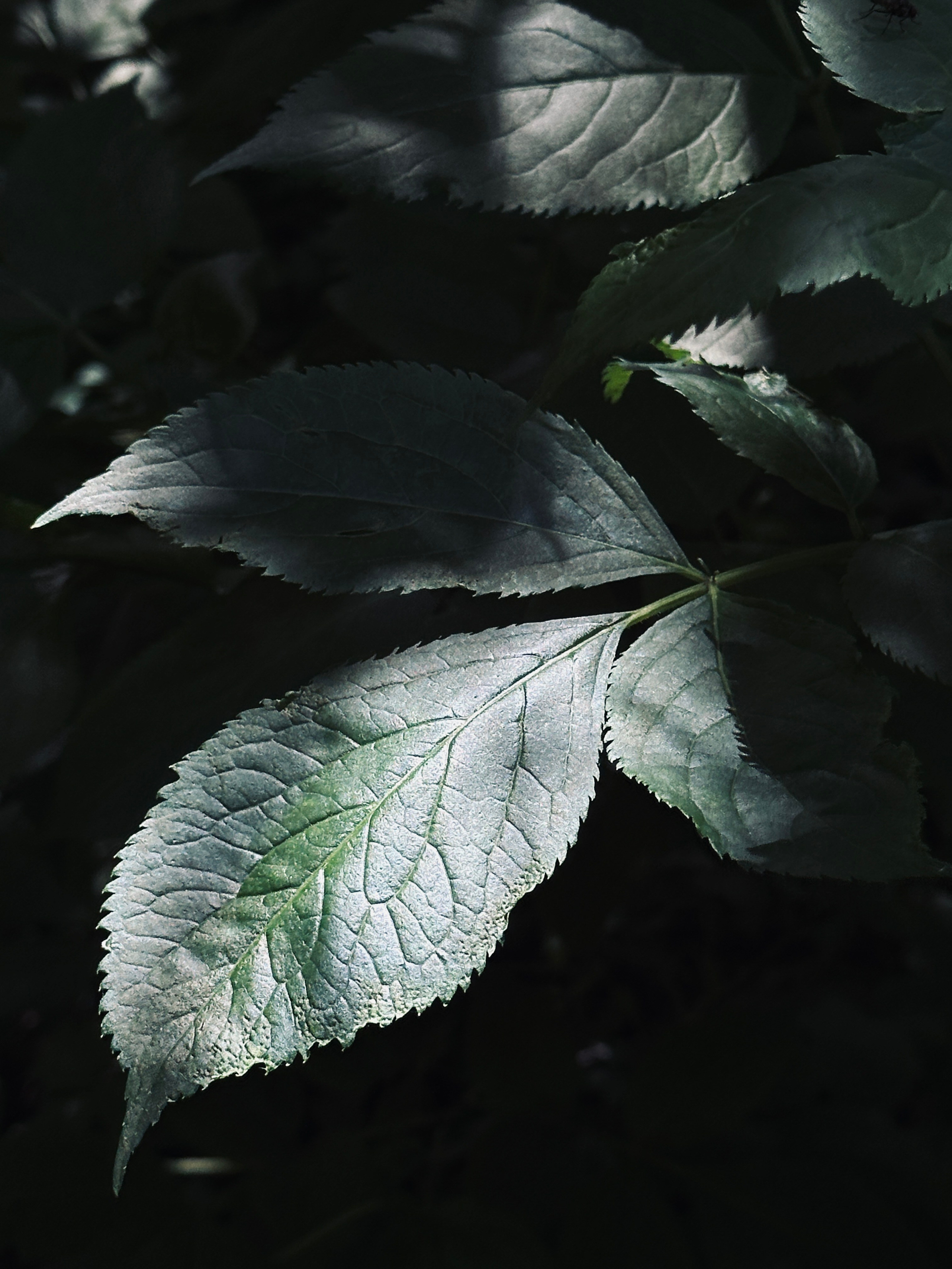 Макро любовь. Смотри, красота!