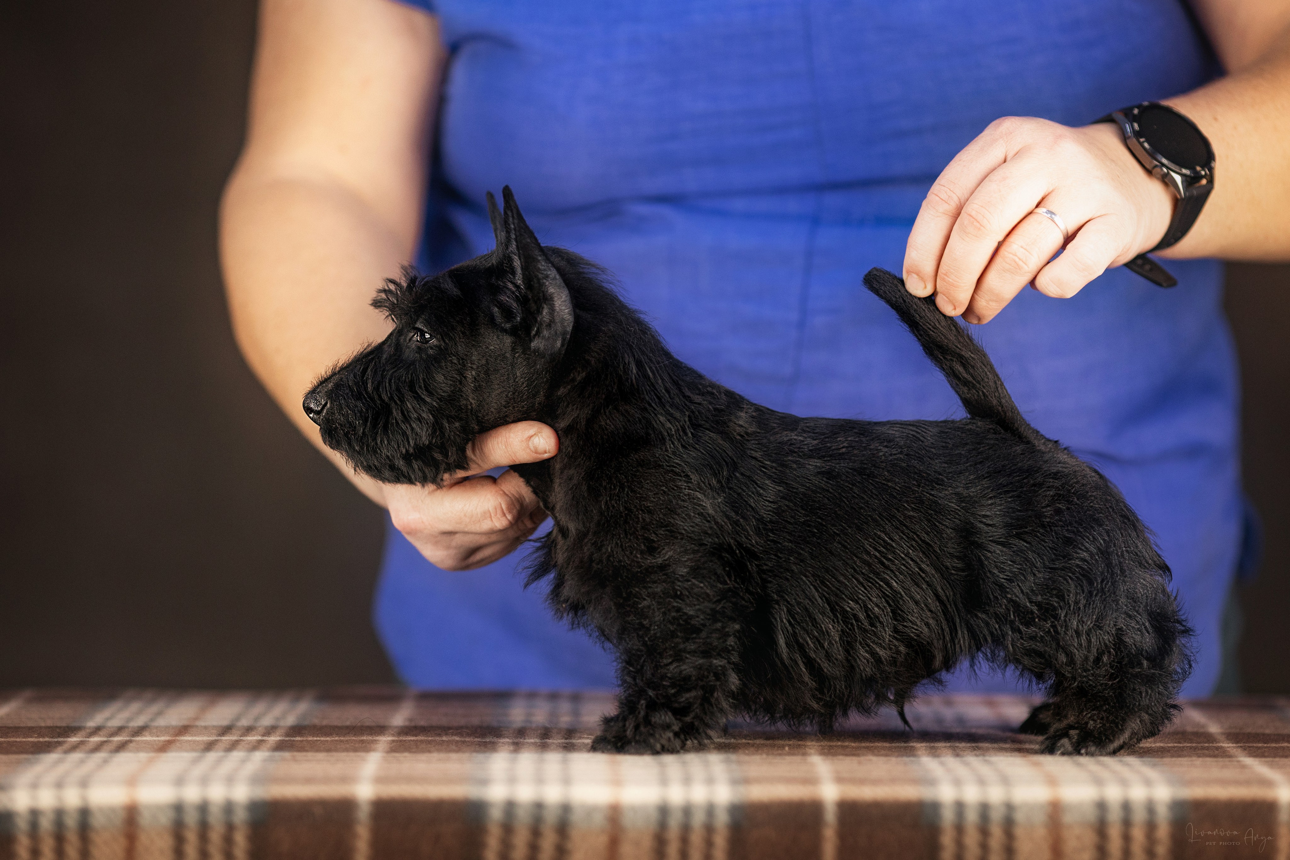 Скотчики. Фотограф анималист Аня Ливанова | Рыбинск