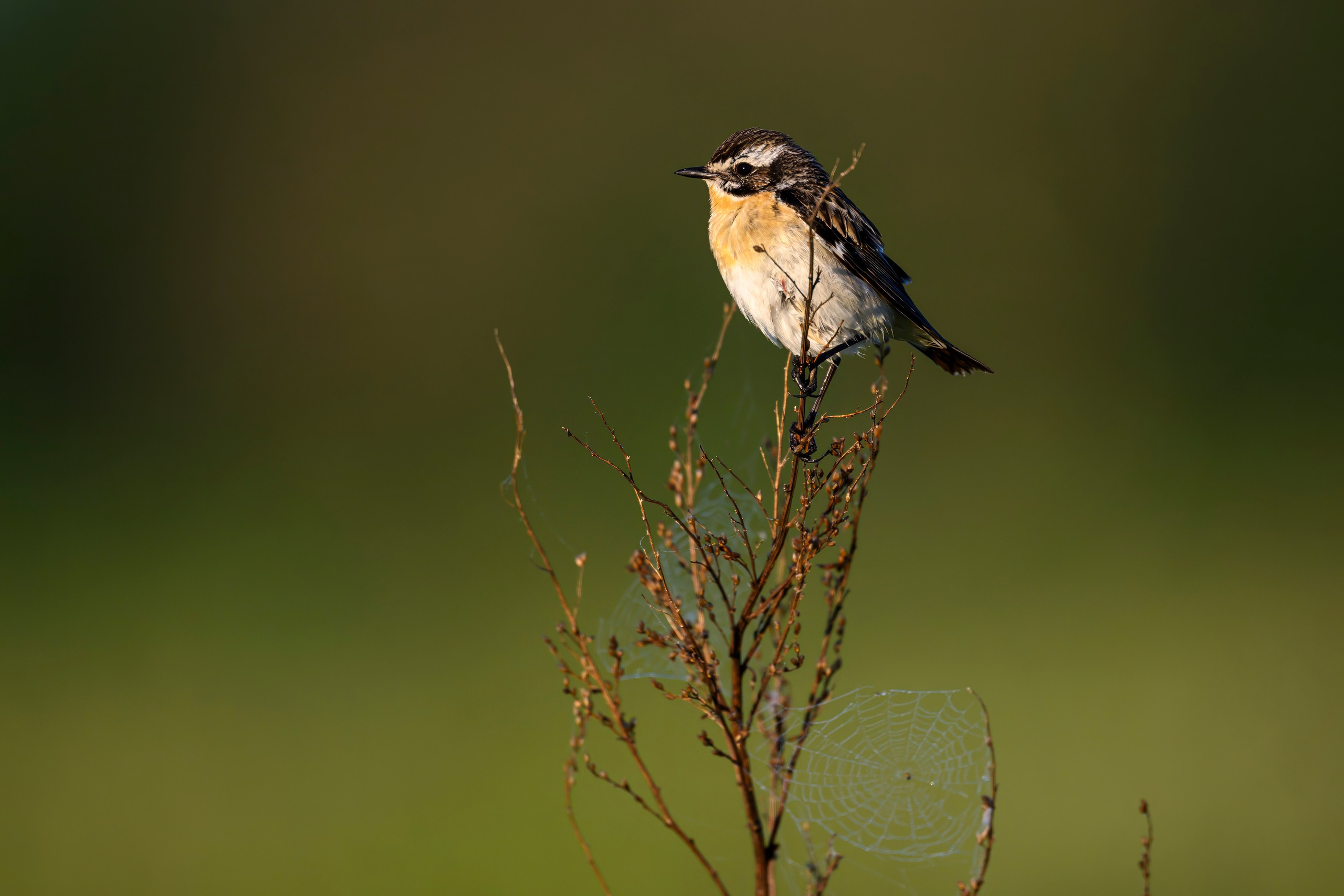 Совы и заяц. Фотограф Сергей Пупонин