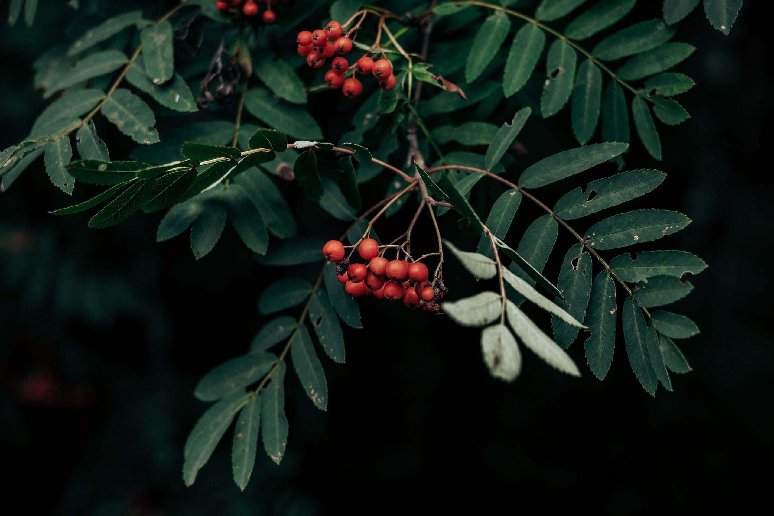 Фотосессия в лесу. Профессиональный фотограф в Санкт-Петербурге Александр Волосенцев