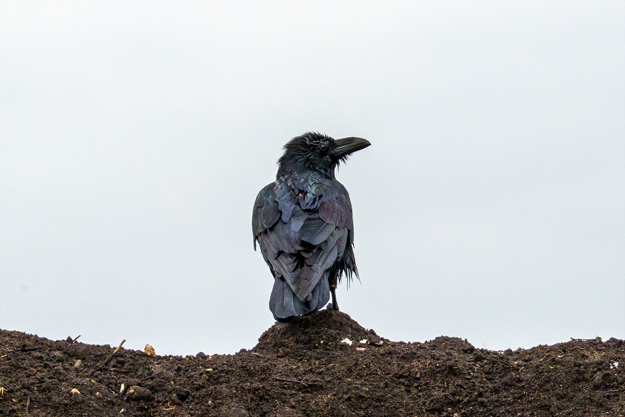 Удивительные мир птиц. Вокруг нас столько прекрасного — присмотритесь!. Ваш личный фотограф Марина Волкова