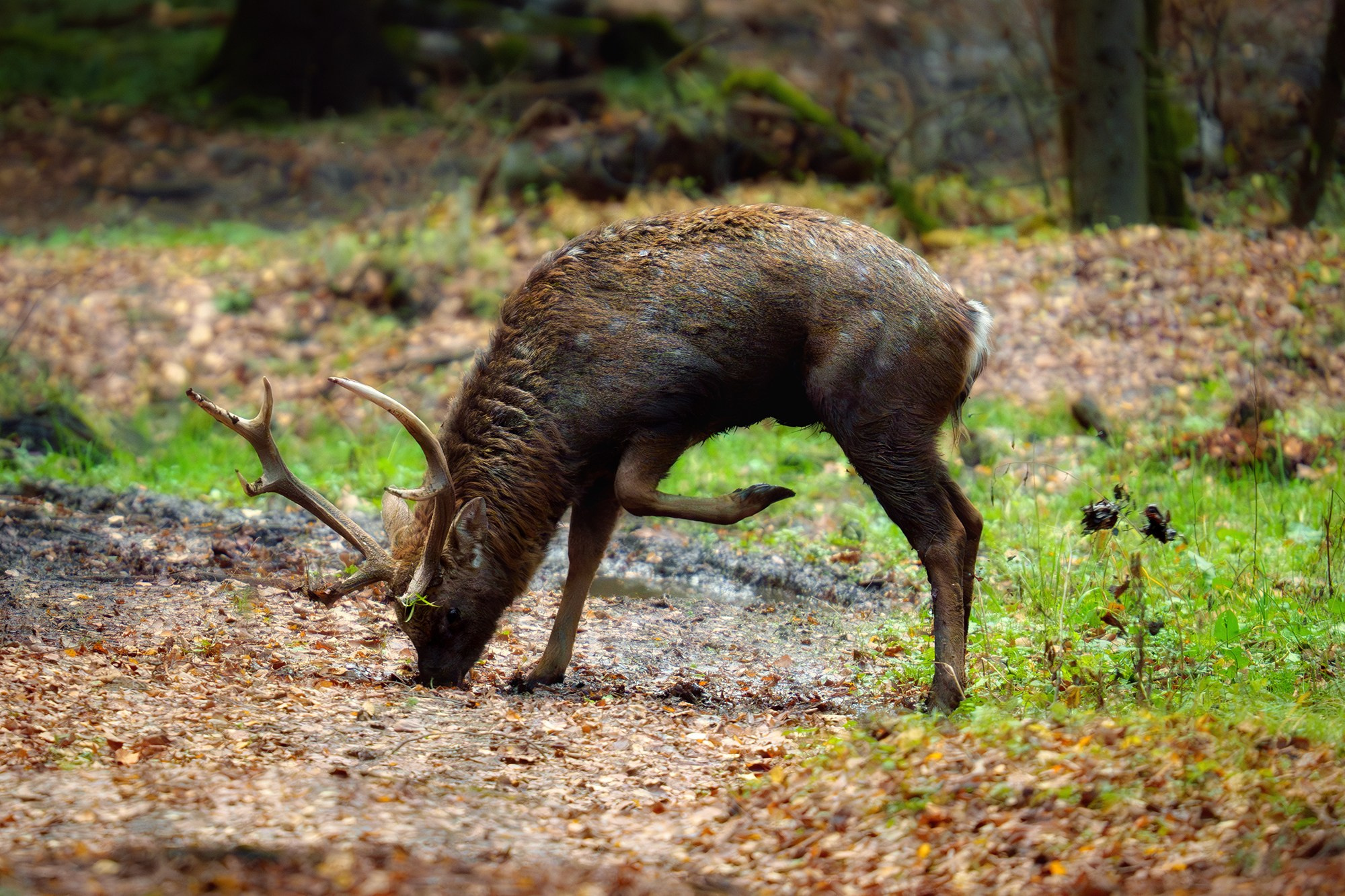 Животные. Ваш личный фотограф Марина Волкова