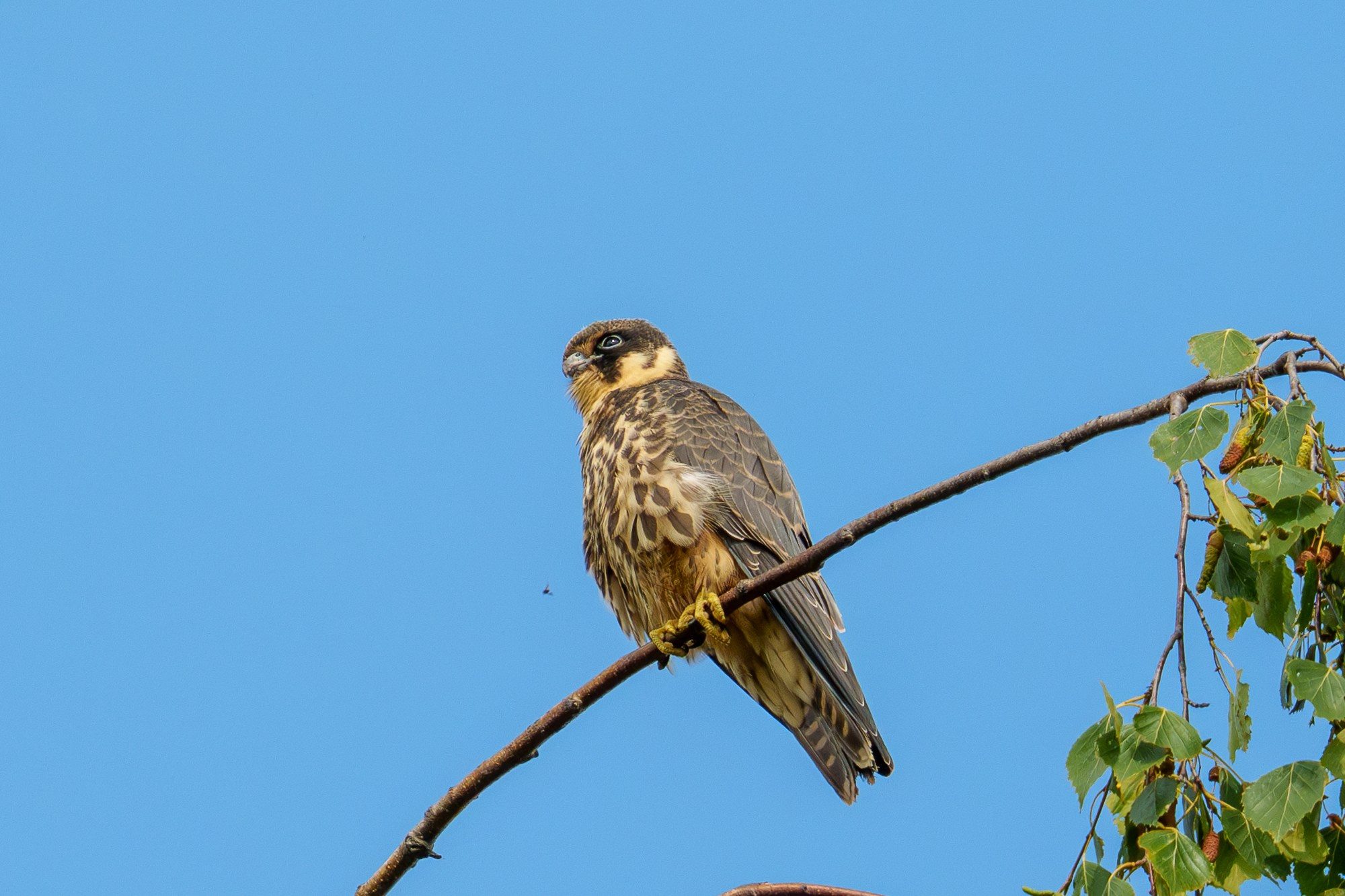 Удивительные мир птиц. Вокруг нас столько прекрасного — присмотритесь!. Ваш личный фотограф Марина Волкова