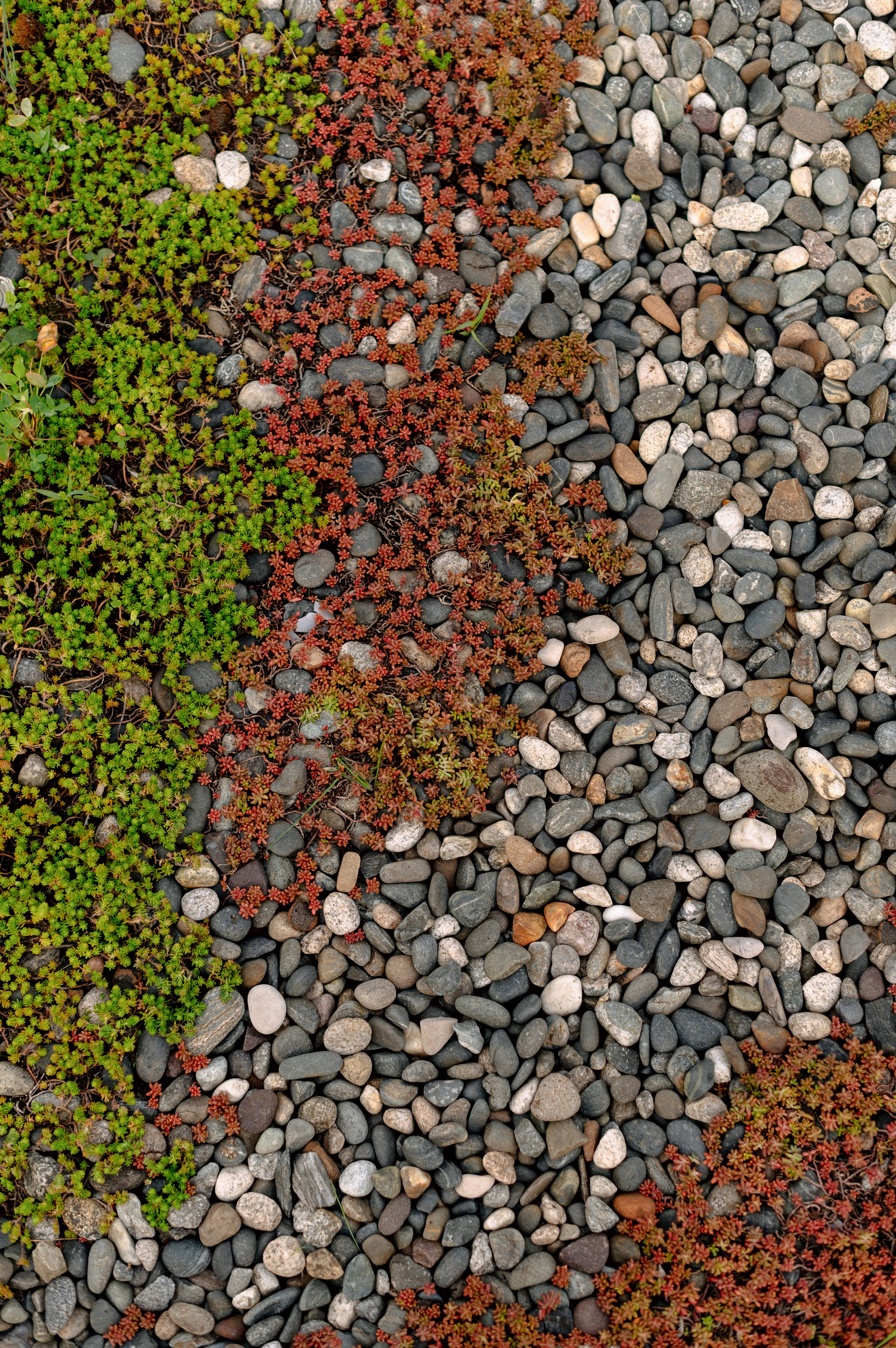 ДЖАЗ НА КРЫШЕ. Шашкова Вероника / Свадебный и семейный фотограф Москва и Ярославль