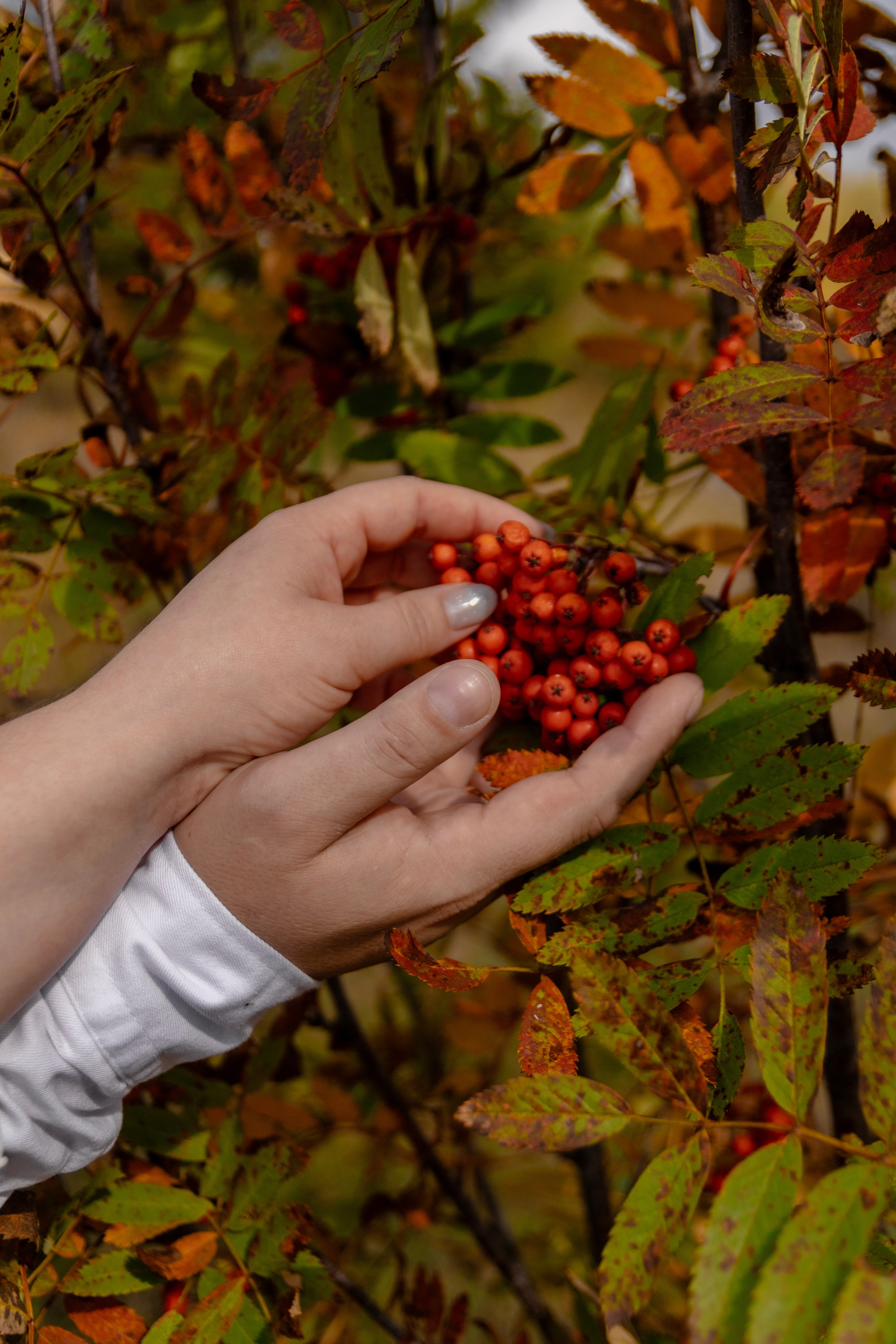 Снежаны и Александра