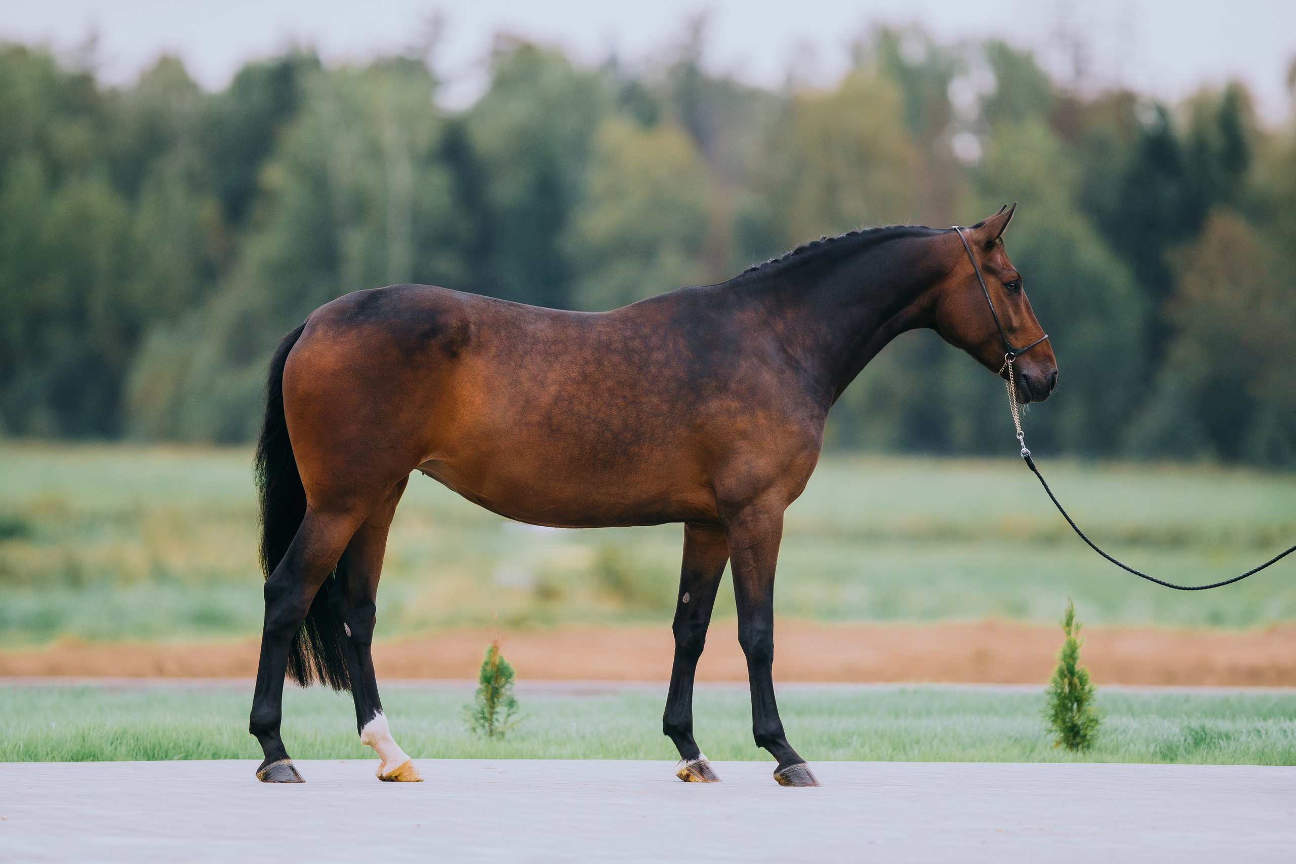Экстерьеры. Фотограф-анималист Ксендзова Кристина
