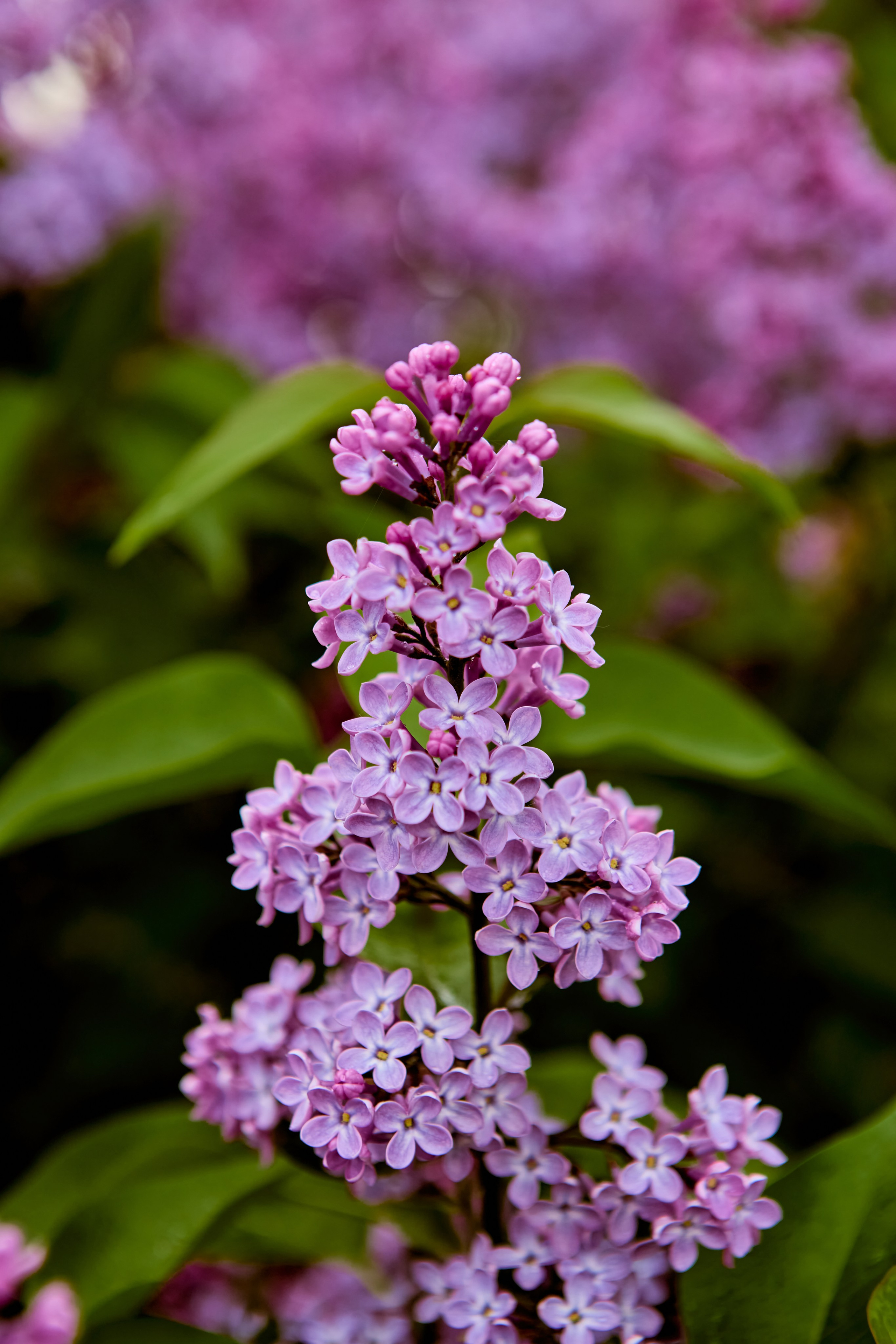 Красота цветущей сирени г. Дзержинск фотографии Николая Голованова