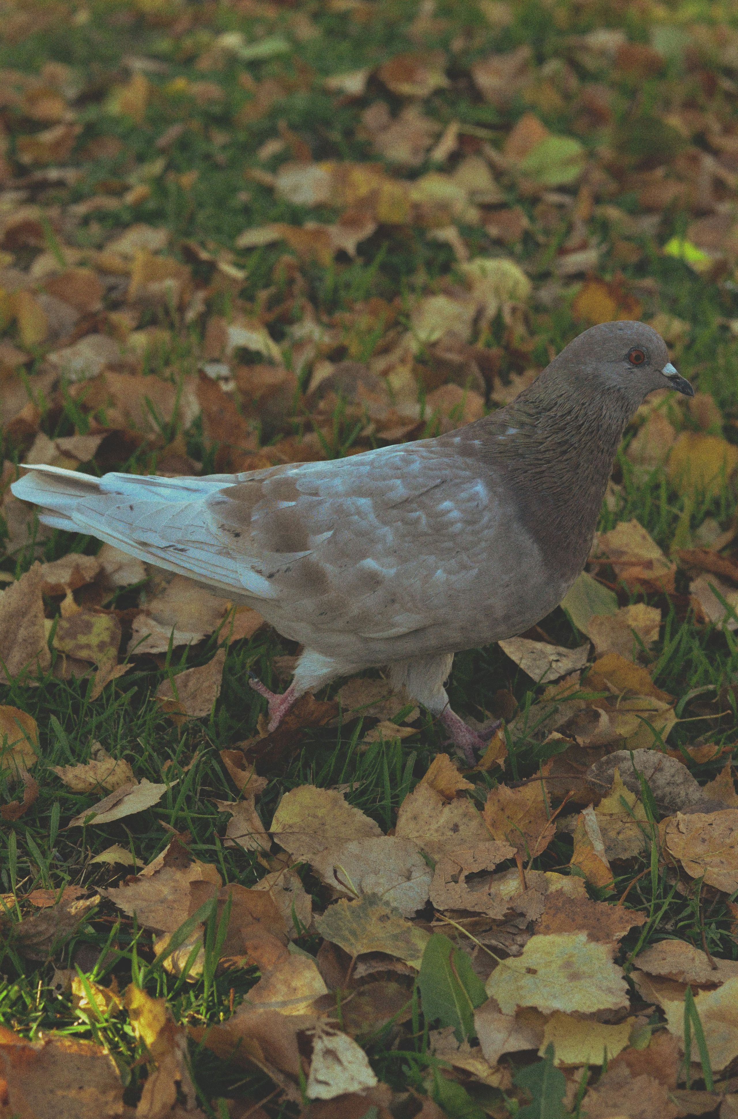 STREET. Фотограф Ольга Дмитриева. Новосибирск