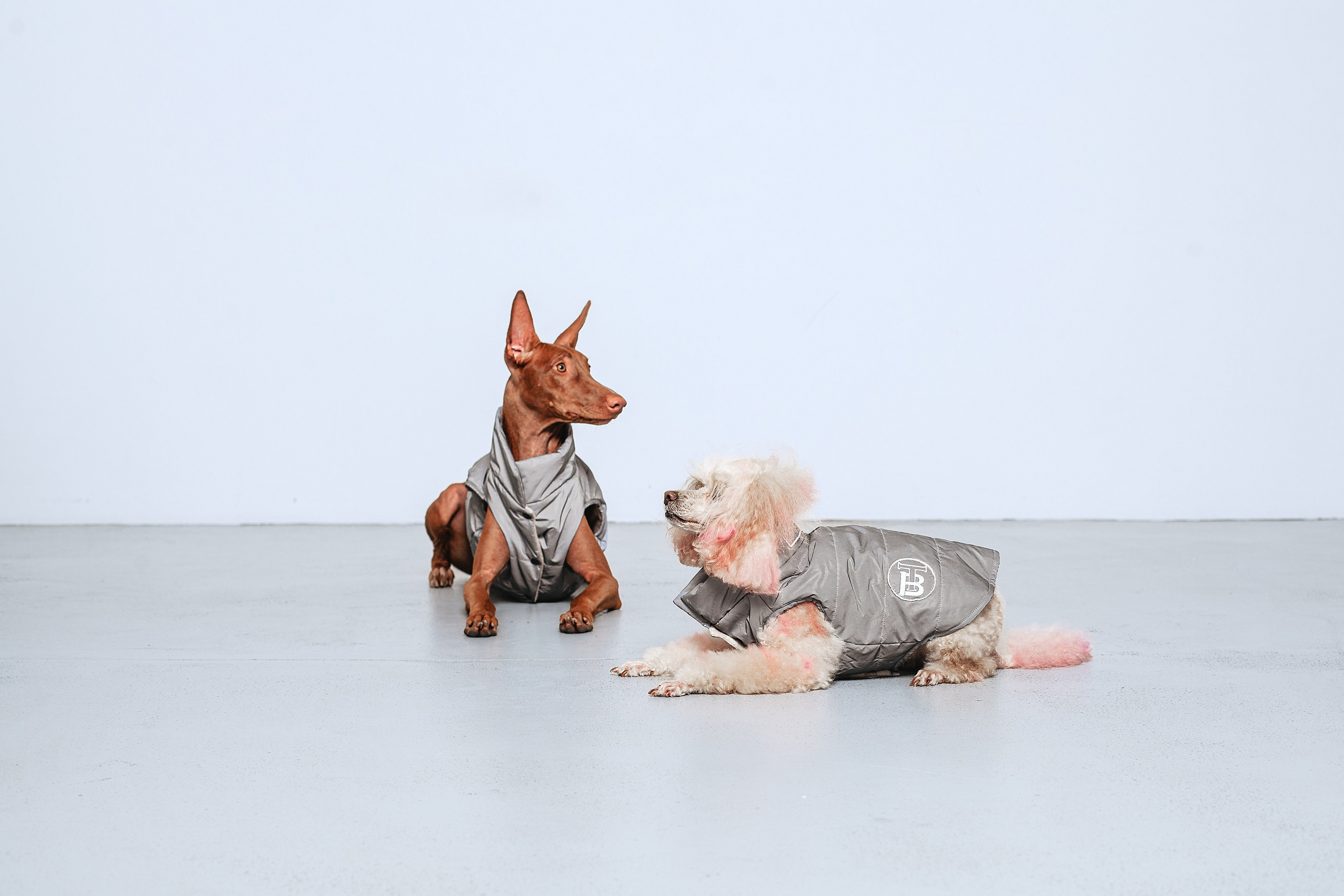 Съемка для бренда TEDDYBOY. Фотограф-анималист Татьяна Степанова