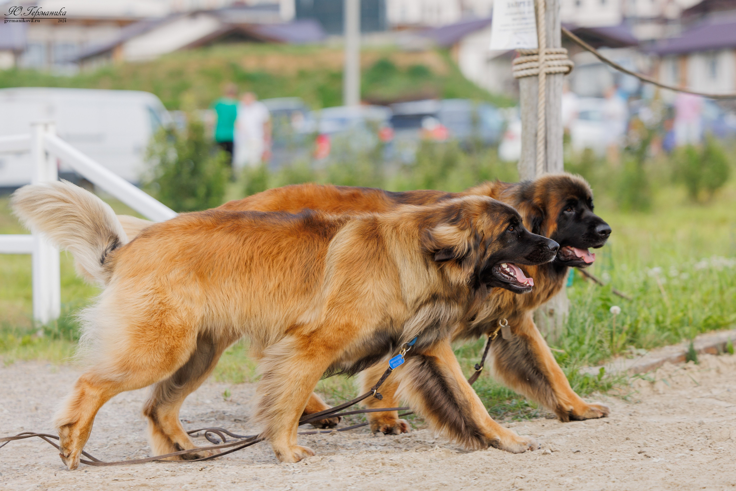 РОССИЯ 8-9.06.2024. Фотограф-анималист Юлия Германика
