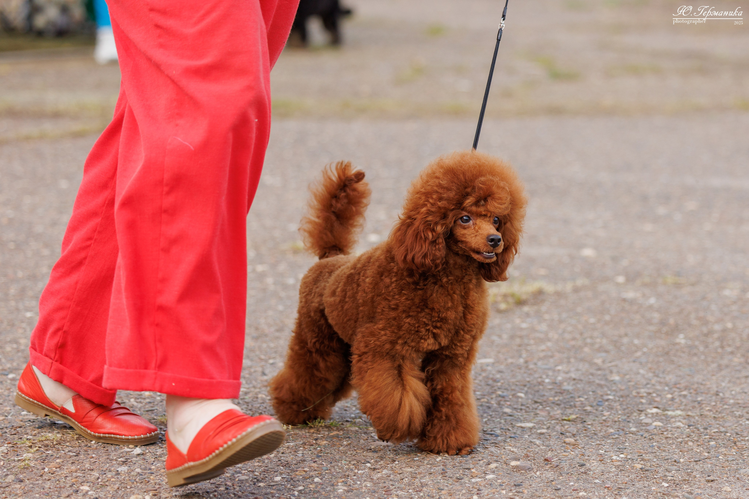 Тверь 10.08.2025. Фотограф-анималист Юлия Германика