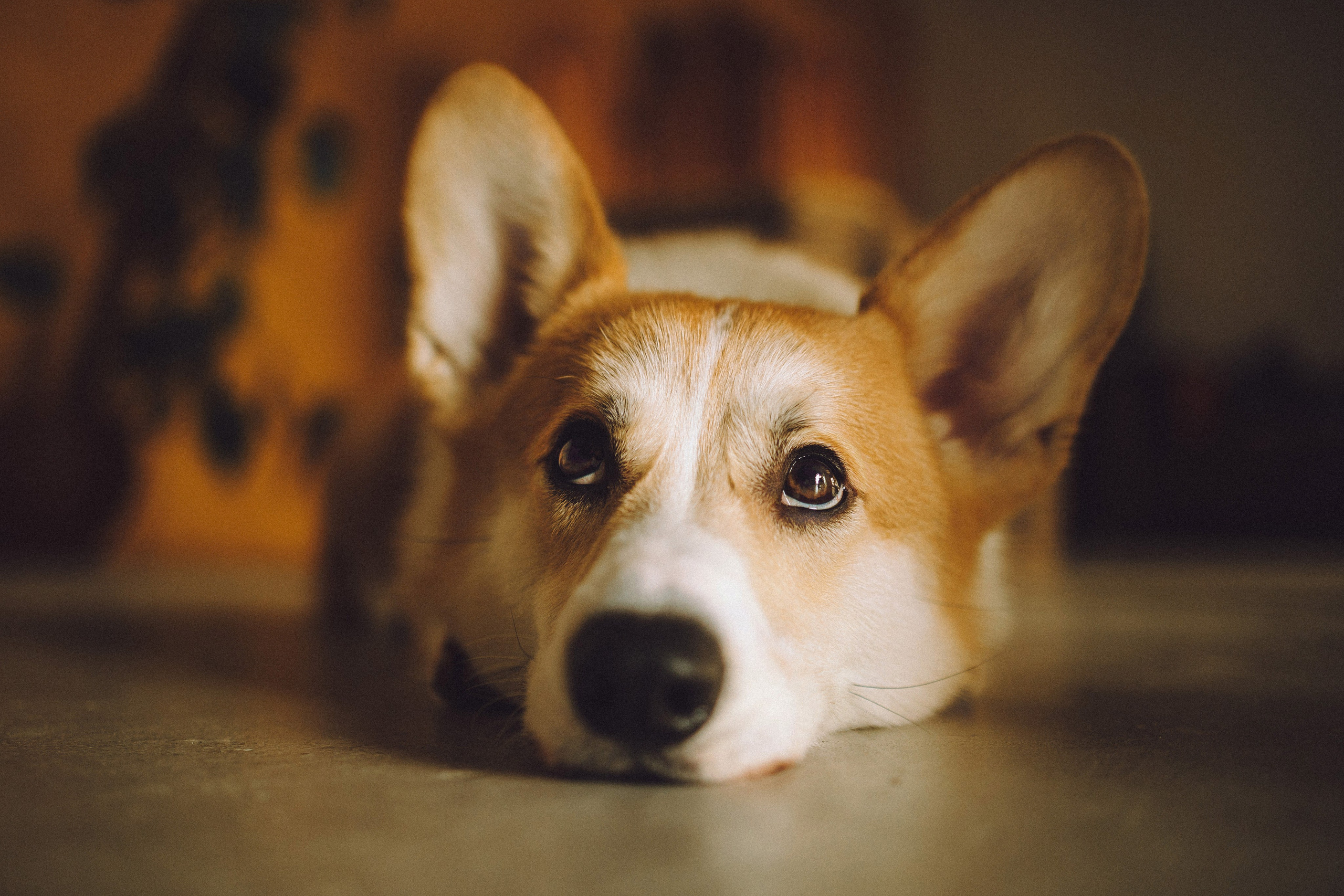 Наталья, Евгений и Мерлин