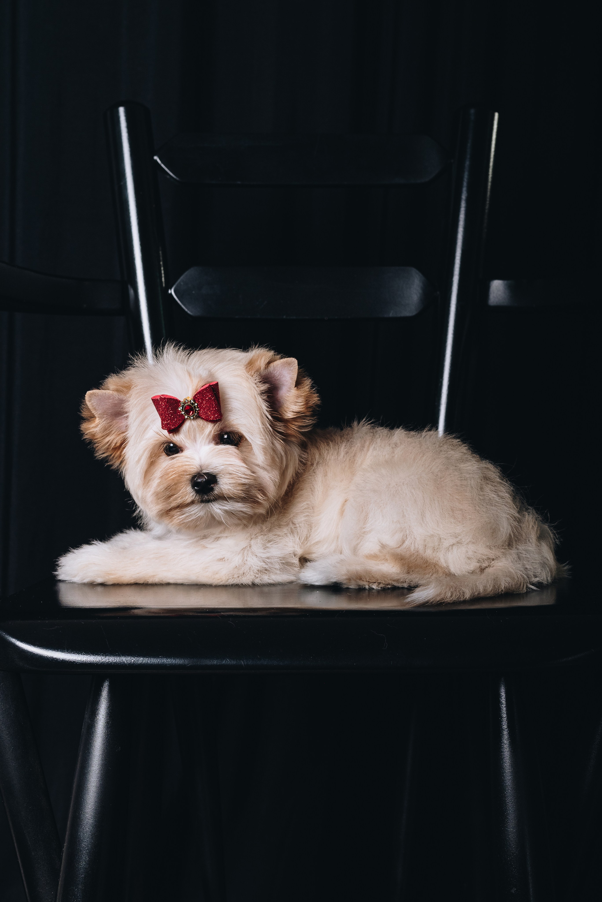 Russian Salon Dog. Natalia Finch Photography — Family, Kids & Pet Photographer in Chicago, IL