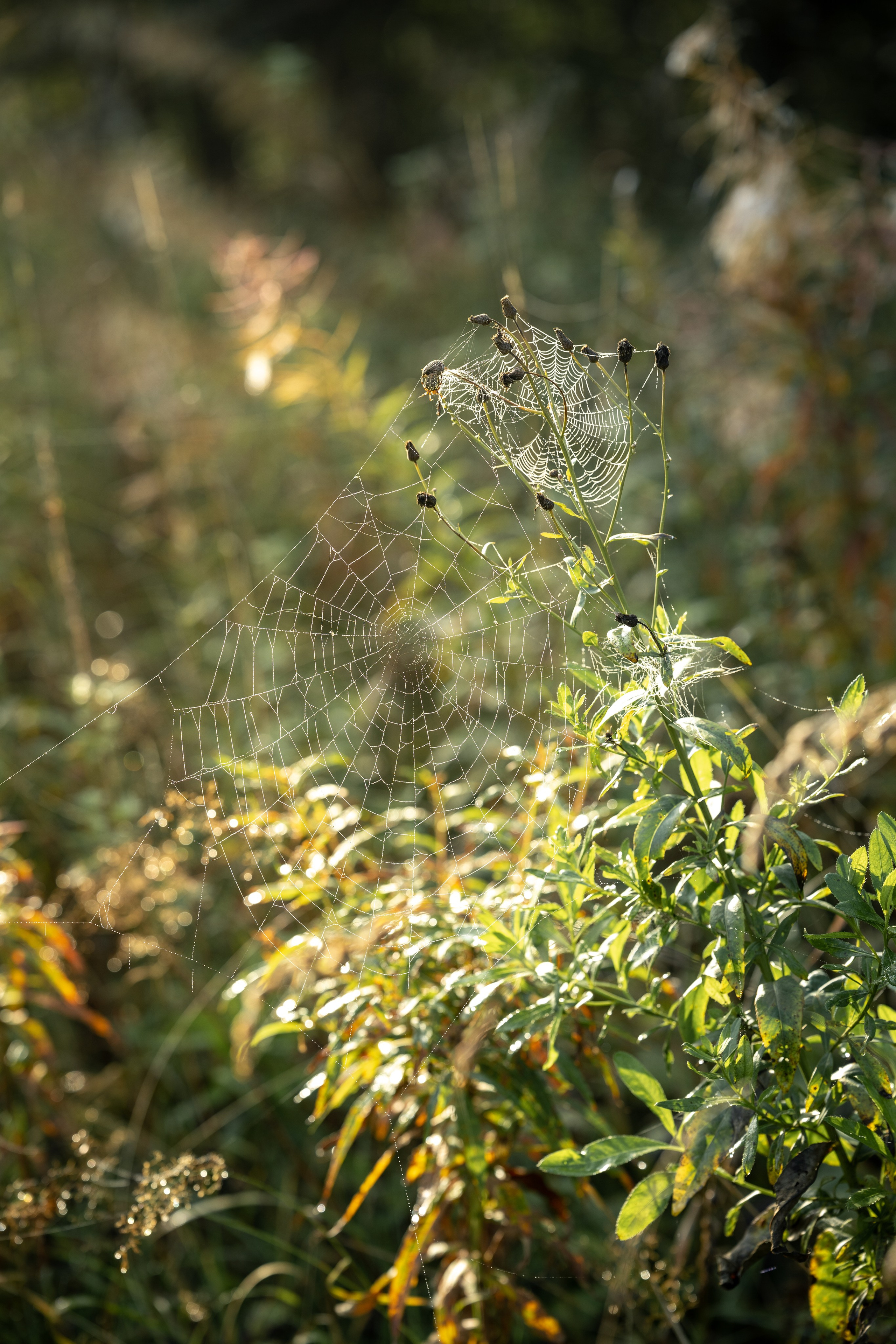 Природные пейзажи. Наталия Клевинскас портретный фотограф в Костроме
