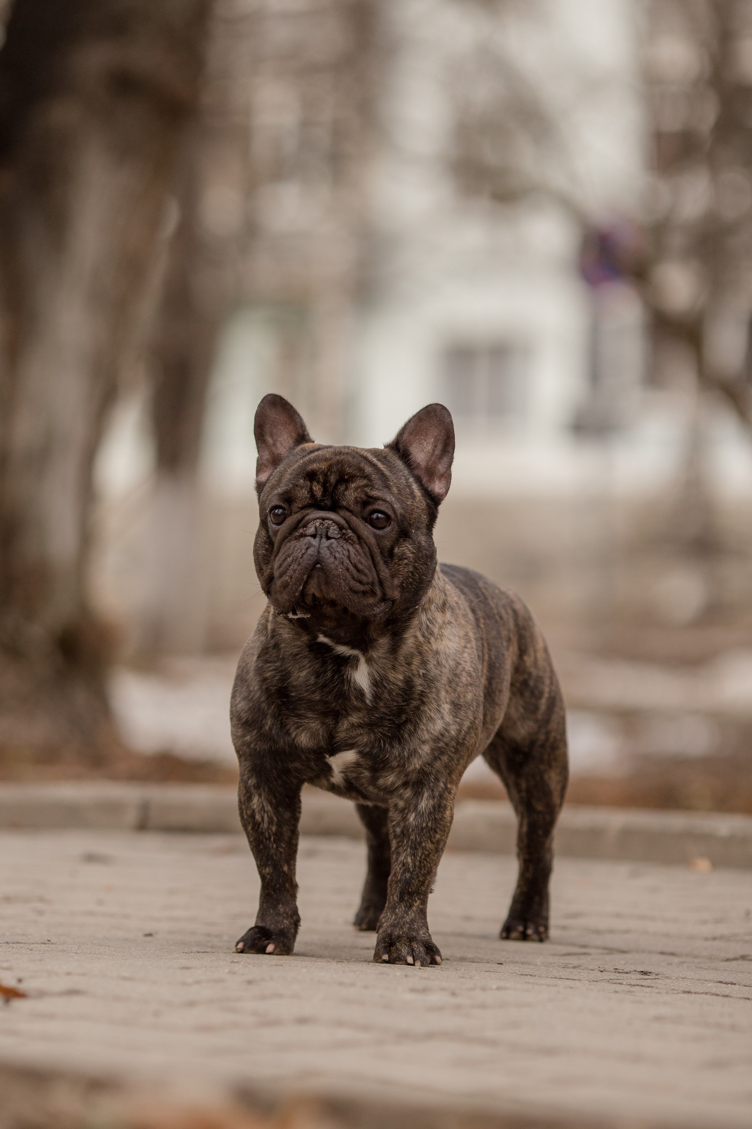 Фото французского бульдога